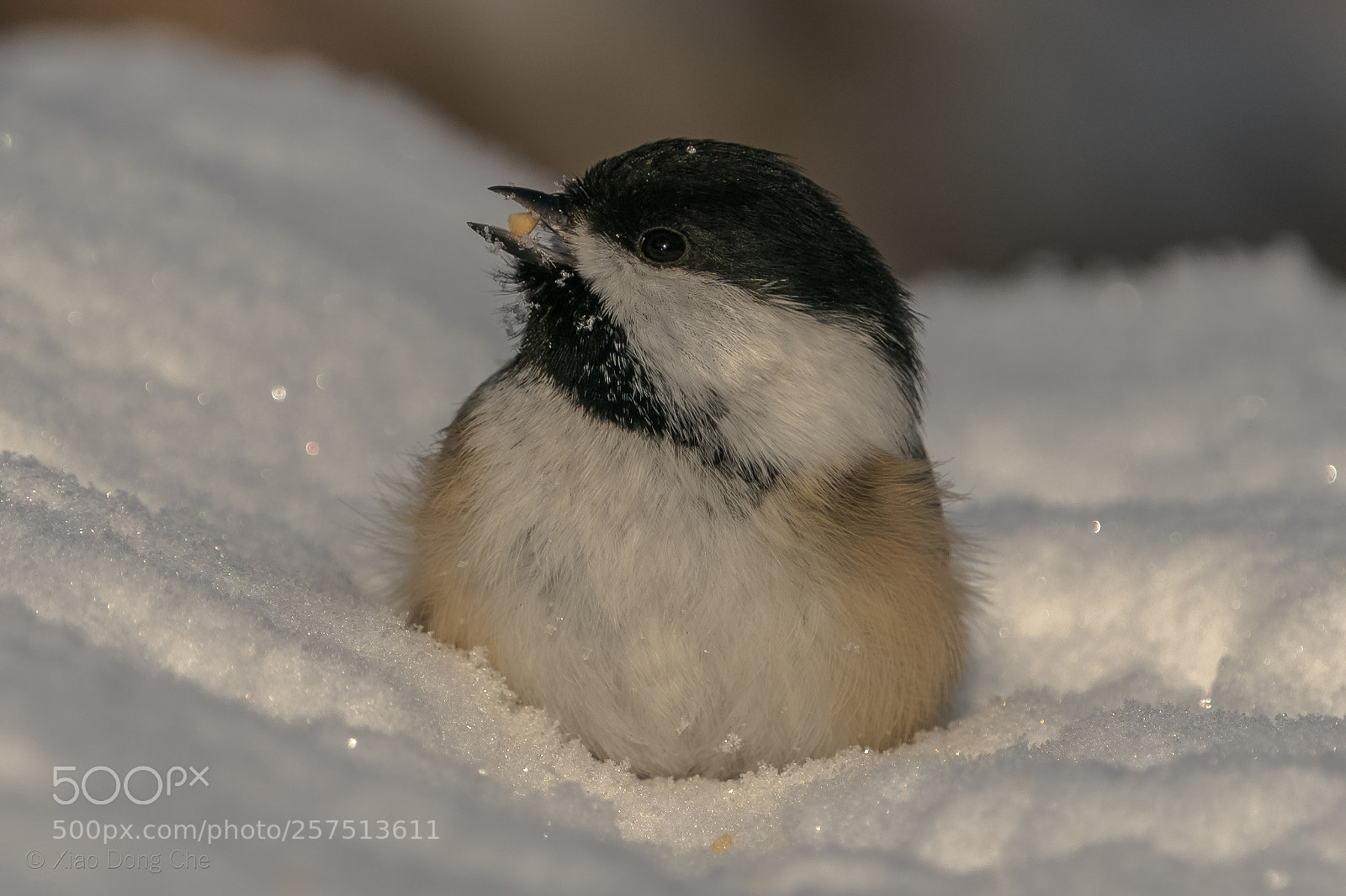 Sony a9 sample photo. Black-capped chickadee photography