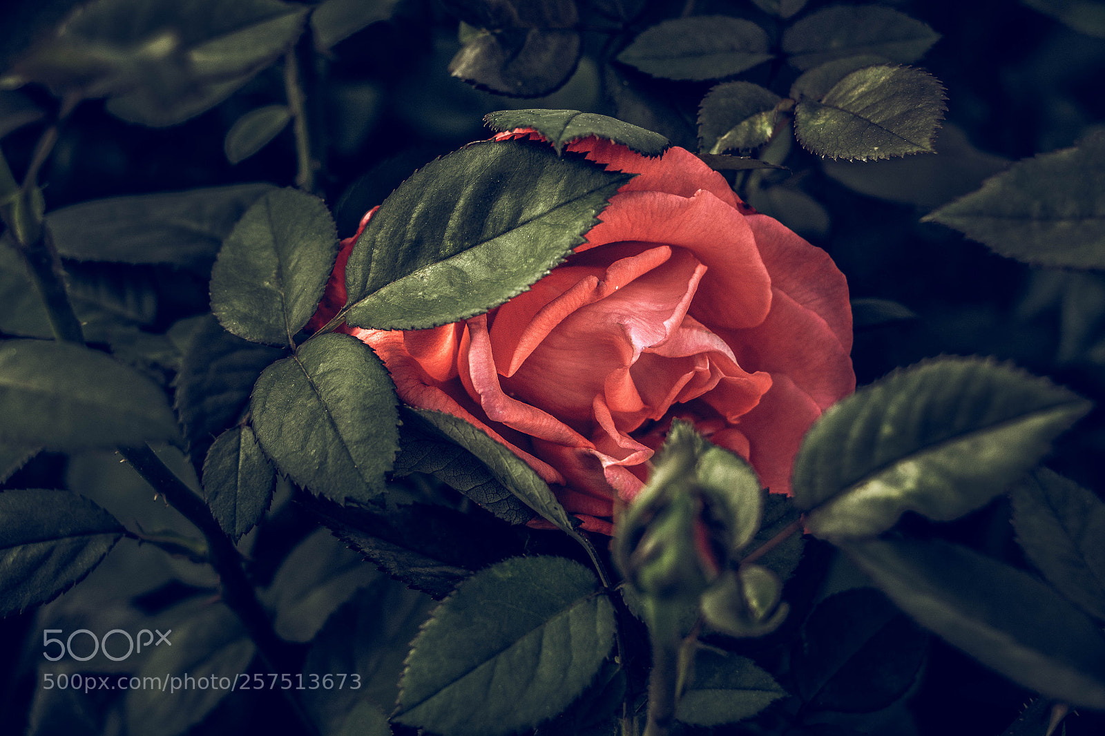 Canon EOS 70D sample photo. Rose cradled photography