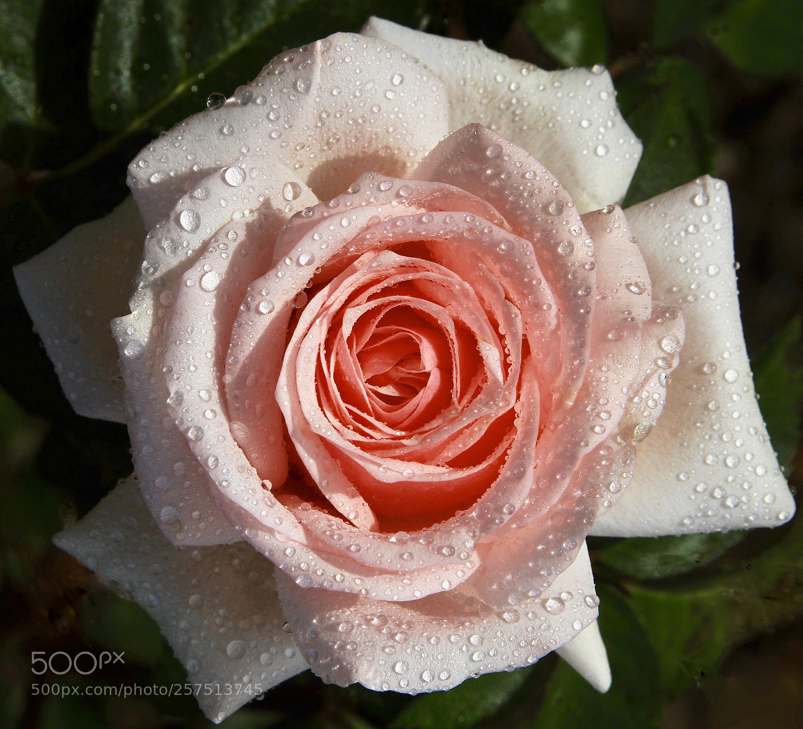 Canon EOS 7D sample photo. After  the    rain photography