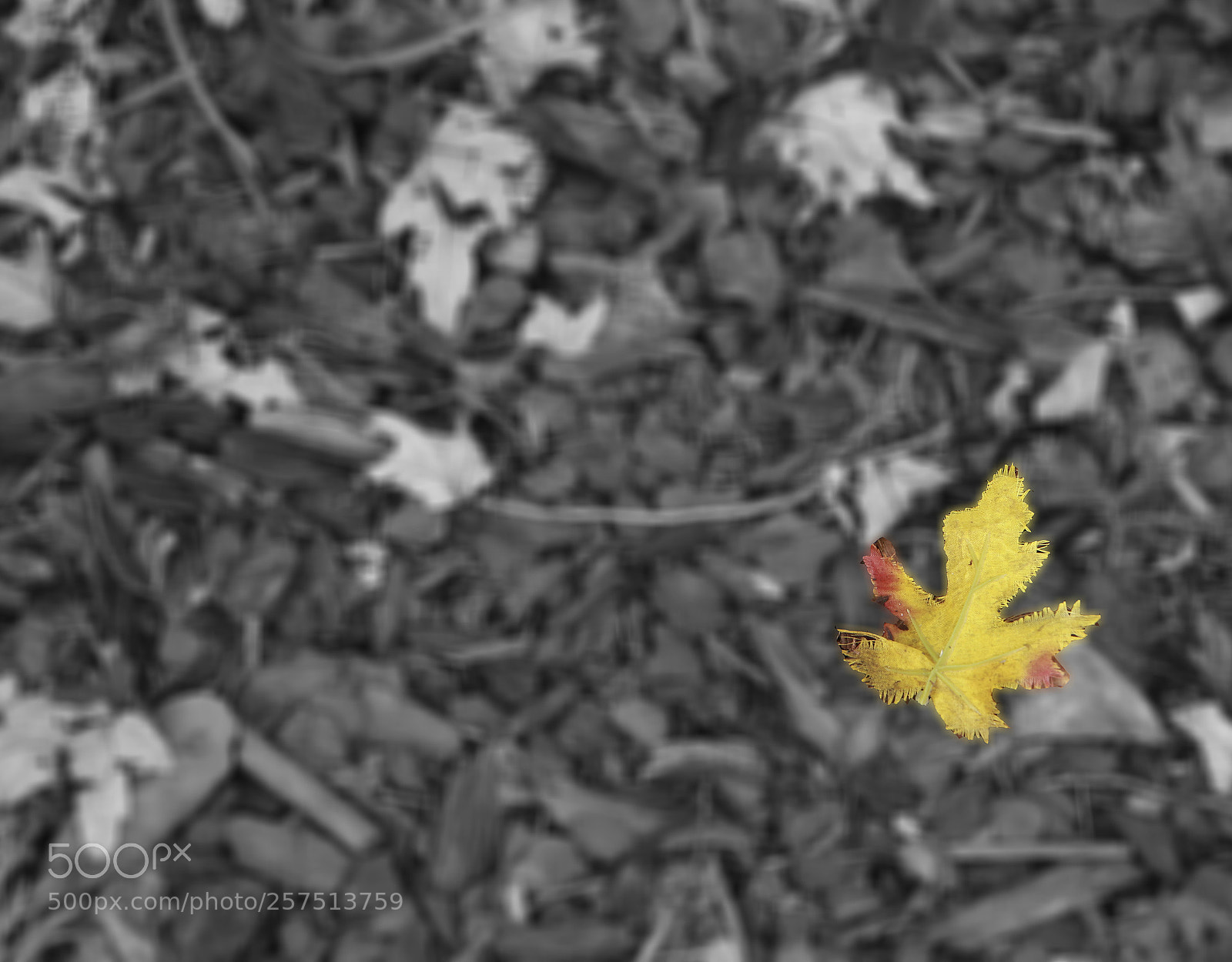 Canon EOS 70D sample photo. Leaf floating photography