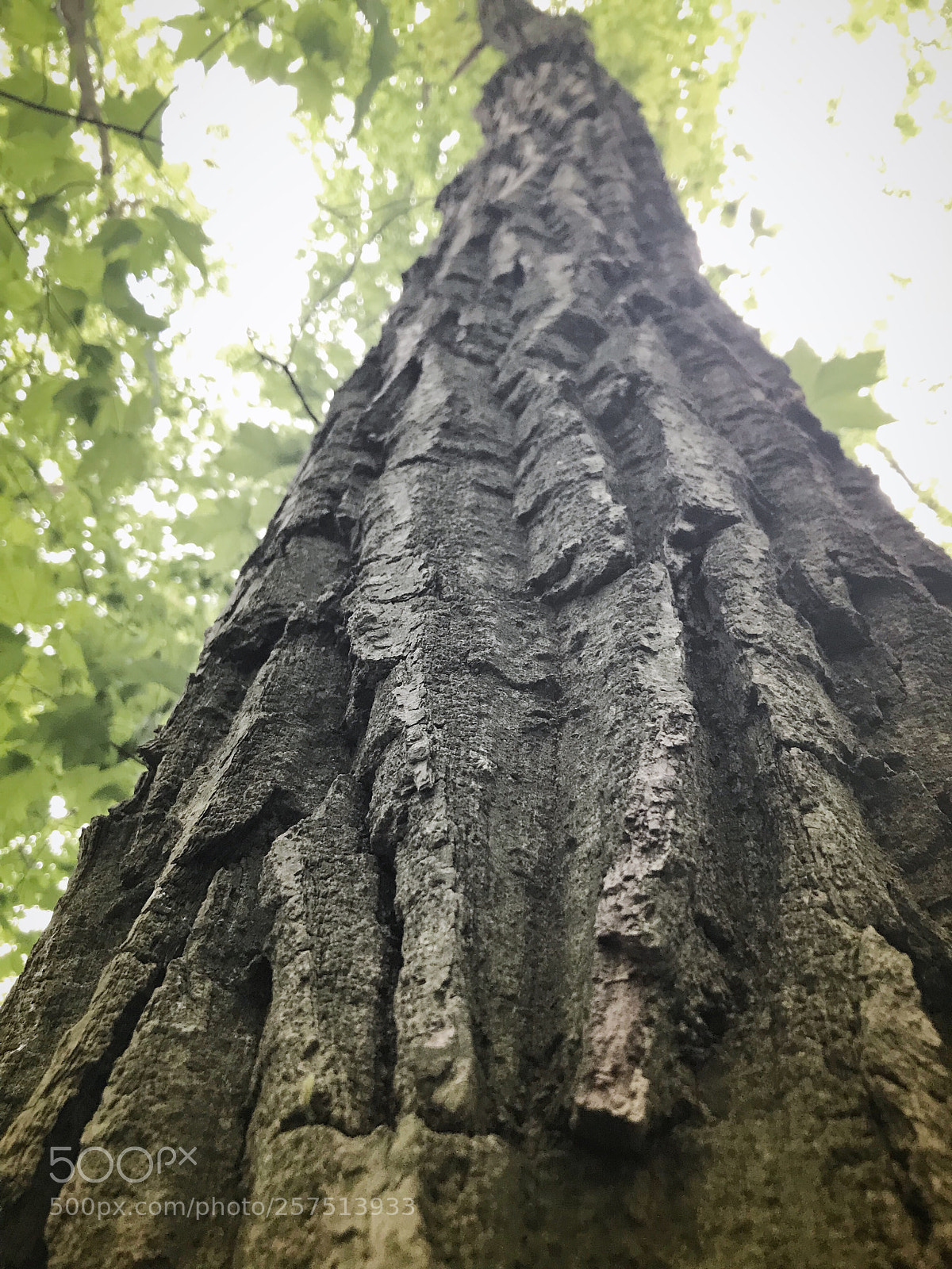 Apple iPhone 7 sample photo. Tree of wisdom photography