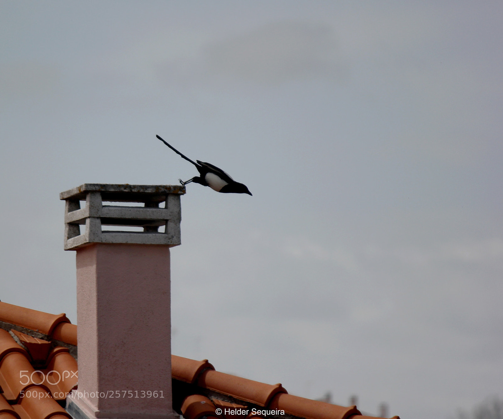 Canon EOS 550D (EOS Rebel T2i / EOS Kiss X4) sample photo. Descolagem... photography