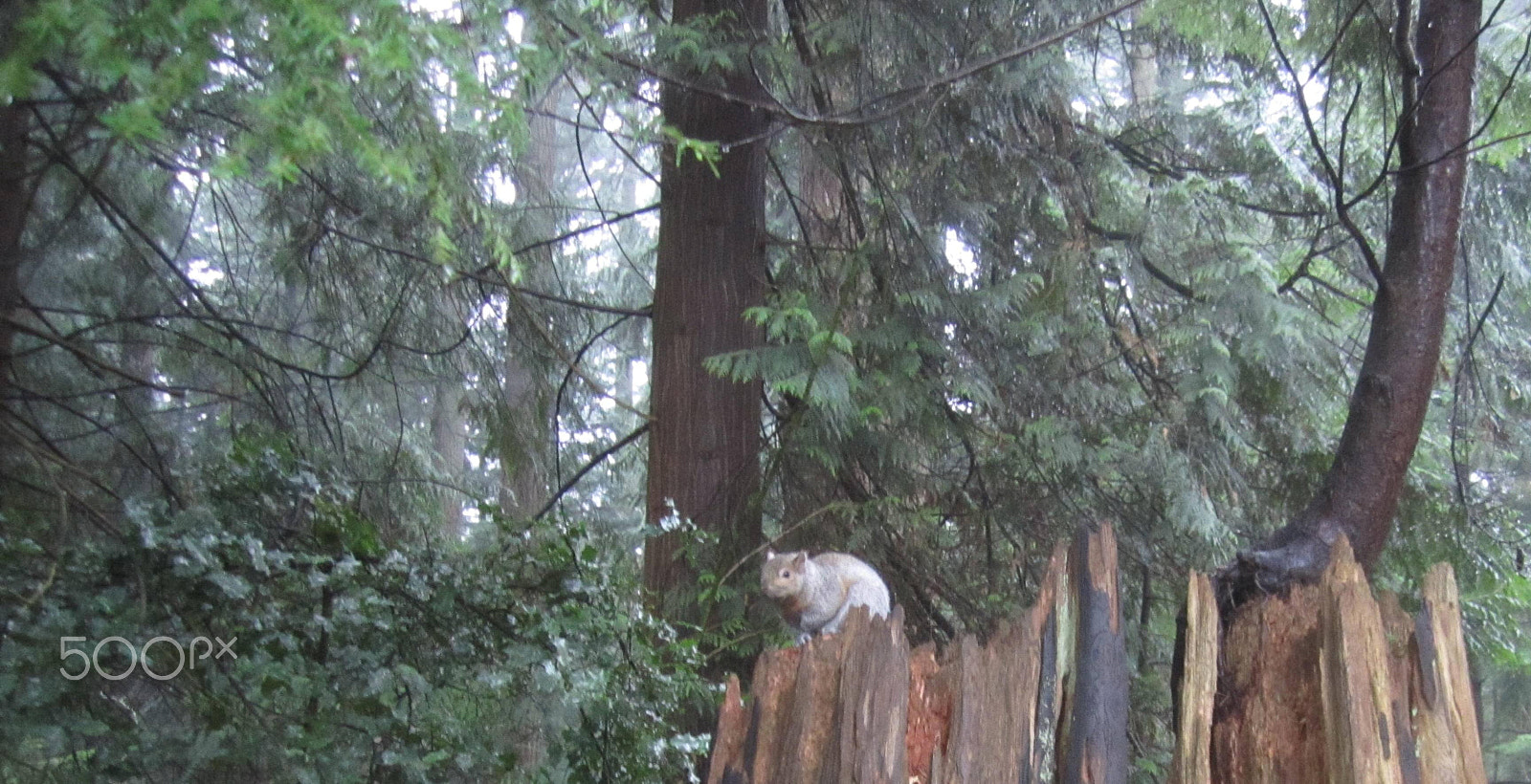 Canon PowerShot SD1400 IS (IXUS 130 / IXY 400F) sample photo. Ferocious wildlife photography