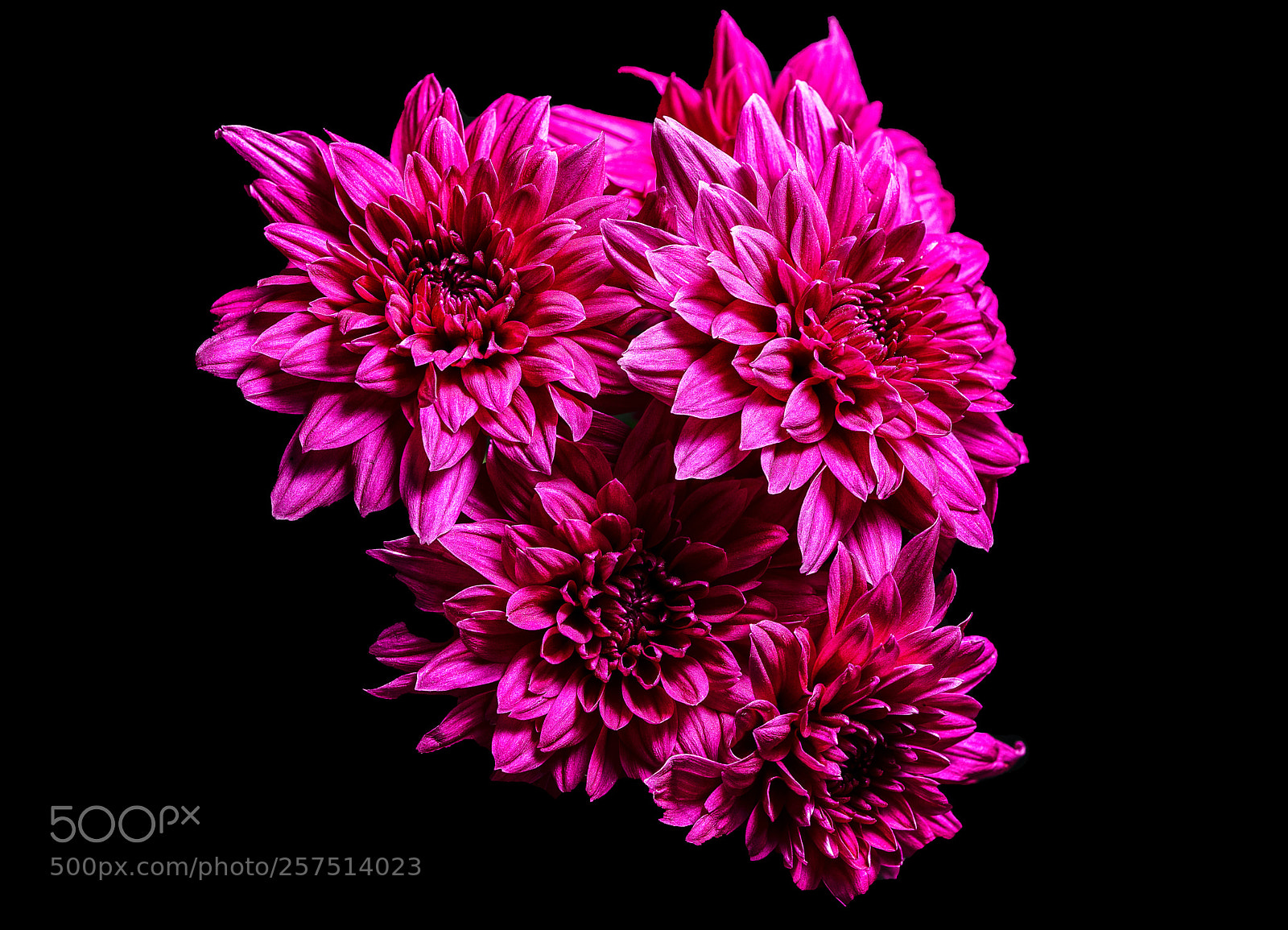 Sony a7R III sample photo. Chrisanthemum photography