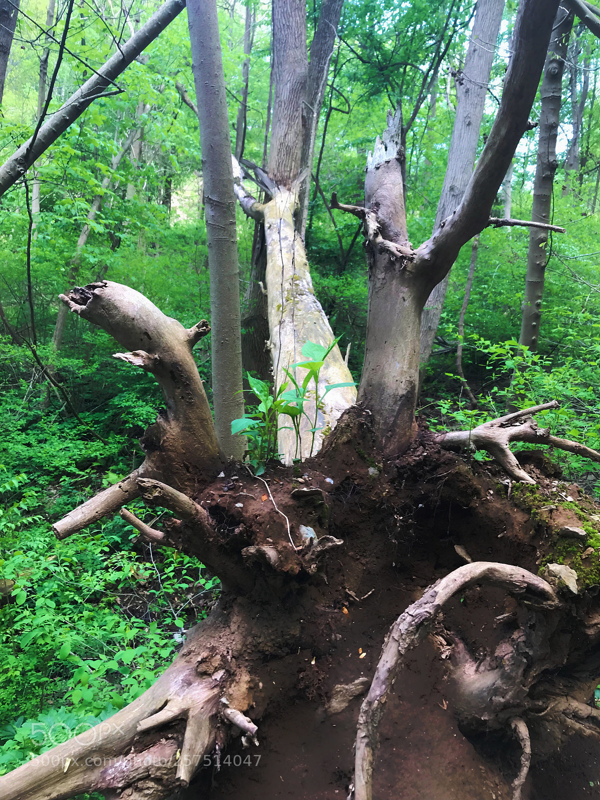 Apple iPhone 7 sample photo. Into the woods photography
