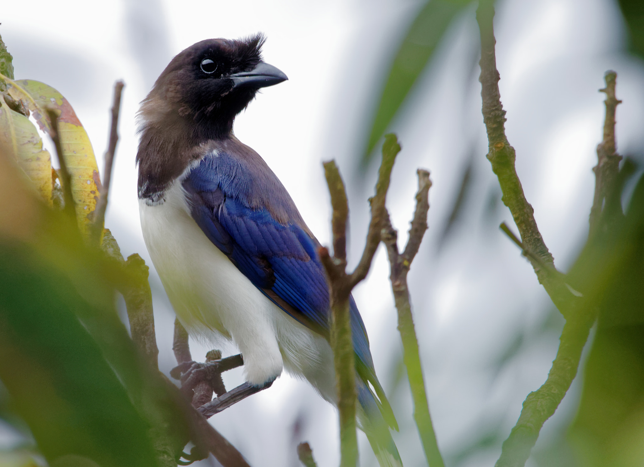 Sigma 150-600mm F5-6.3 DG OS HSM | C sample photo. Curl-crested jay photography