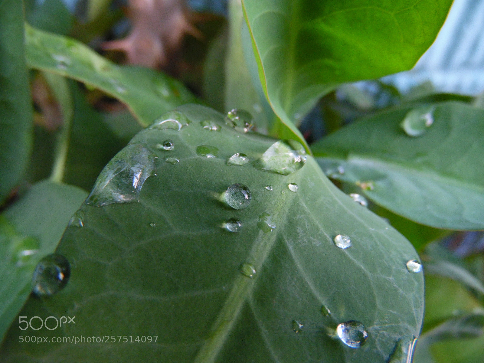 Samsung WB1100F/WB1101F/WB1102F sample photo. Sign of the times photography