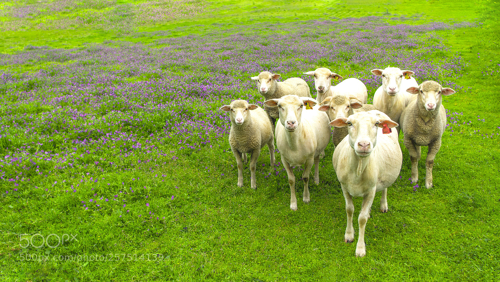 Pentax K-50 sample photo. Sheep wallpaper photography