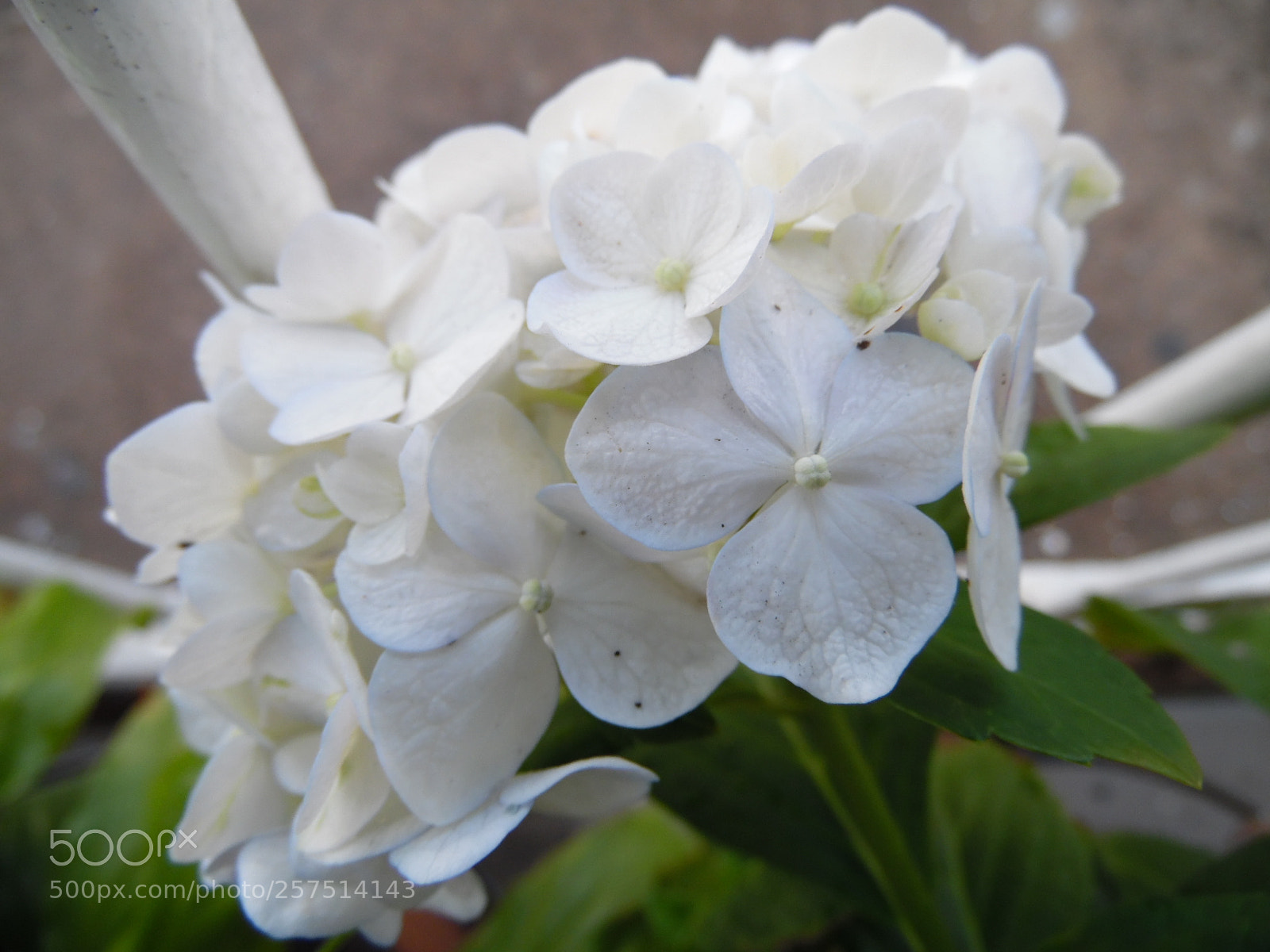 Samsung WB1100F/WB1101F/WB1102F sample photo. We are one photography