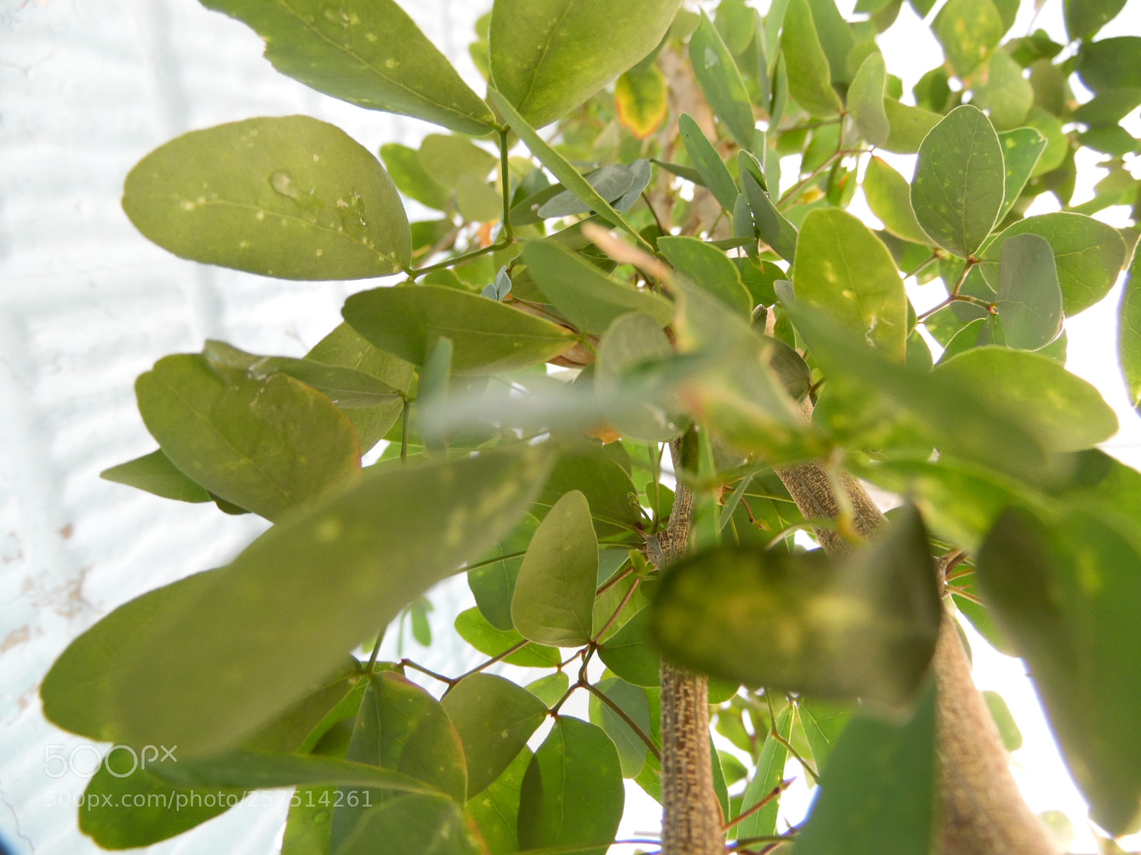 Samsung WB1100F/WB1101F/WB1102F sample photo. Feel photography