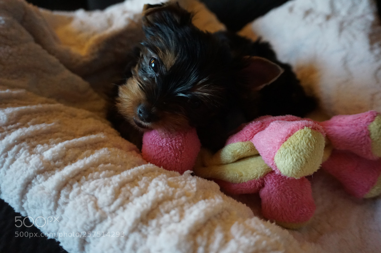 Sony a6000 sample photo. New pet photography
