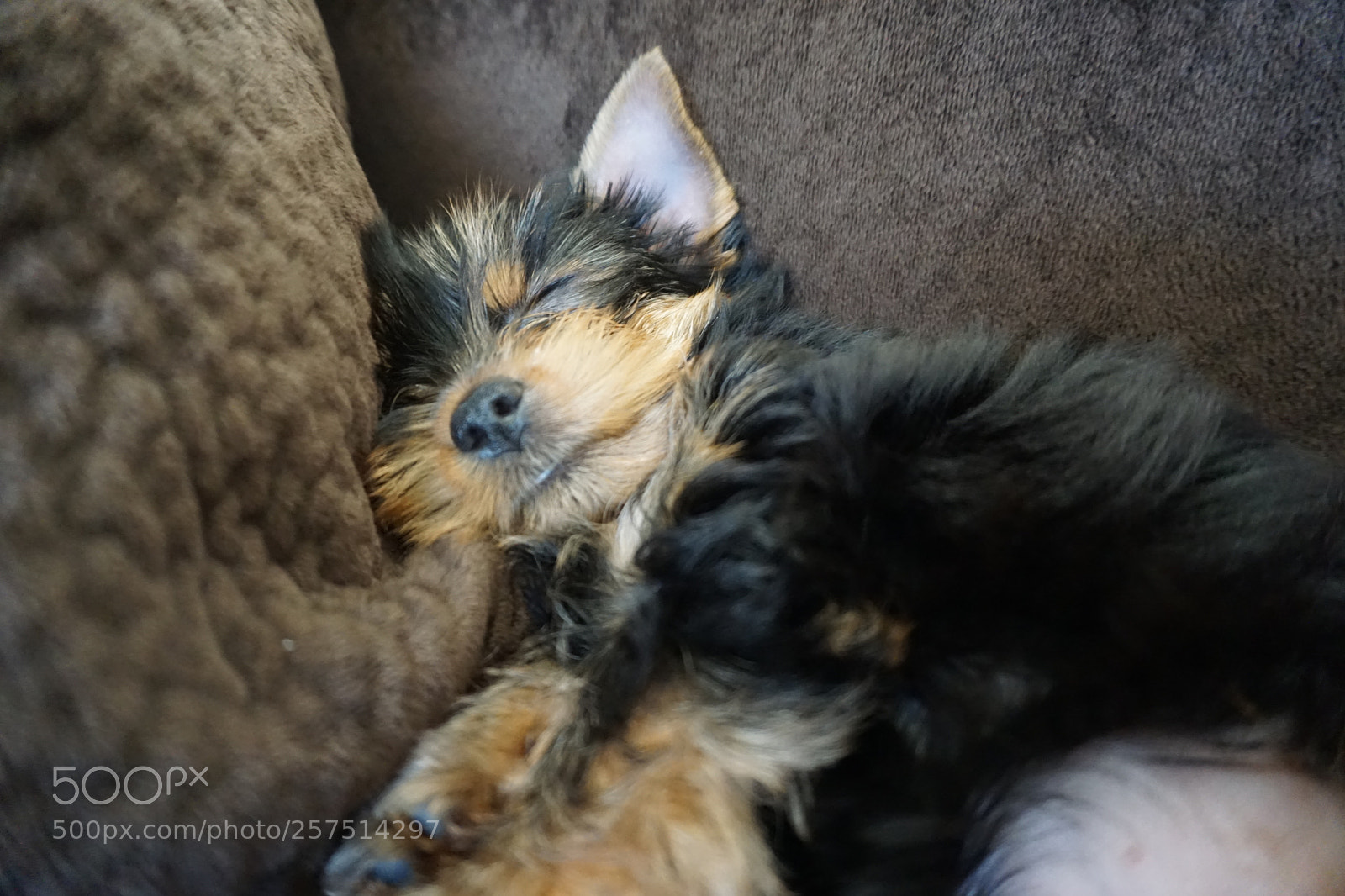 Sony a6000 sample photo. New pet photography