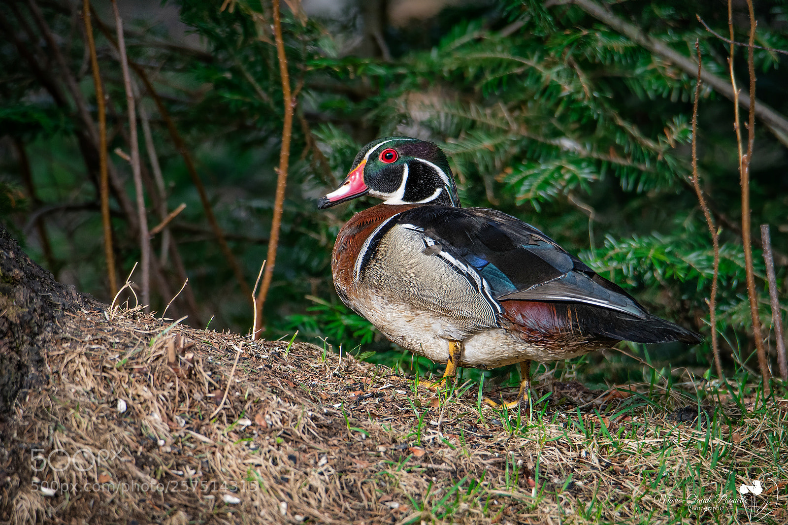 Nikon D500 sample photo. Branchu photography