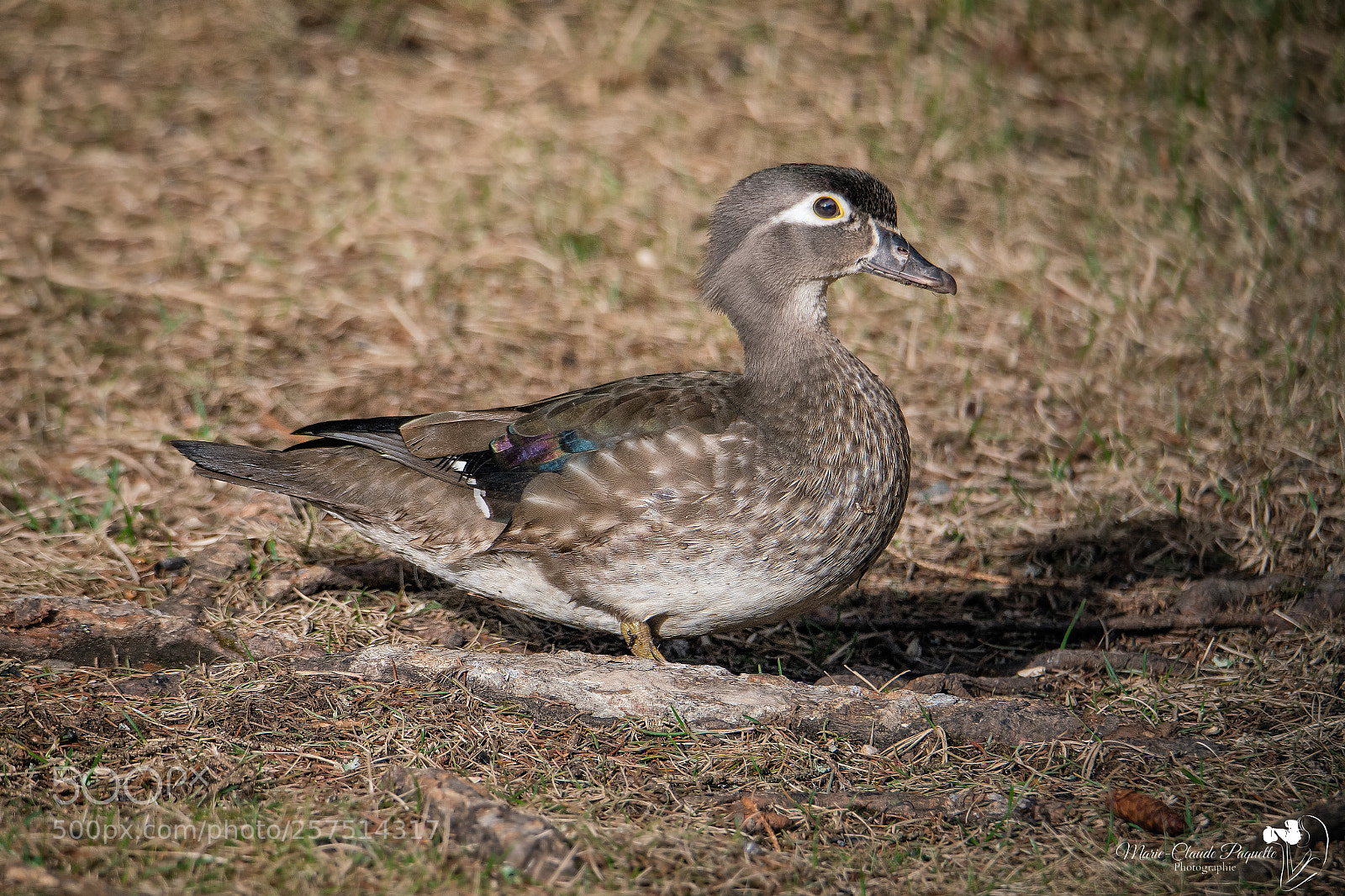 Nikon D500 sample photo. Branchu photography