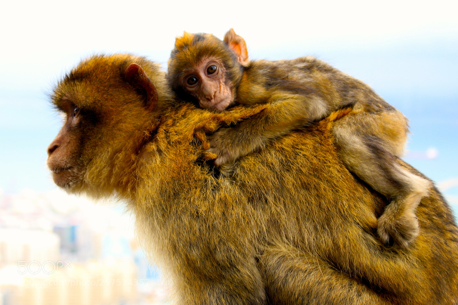 Canon EOS 700D (EOS Rebel T5i / EOS Kiss X7i) sample photo. Cutest baby monkey on photography