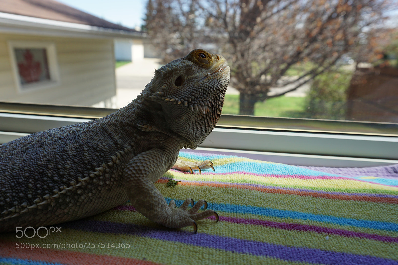Sony a6000 sample photo. Dsc photography