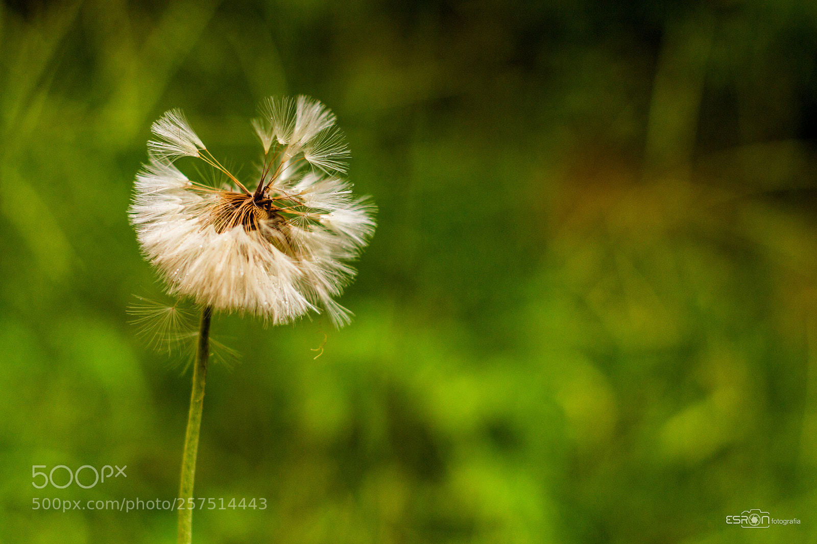 Canon EOS 700D (EOS Rebel T5i / EOS Kiss X7i) sample photo. Editar photography