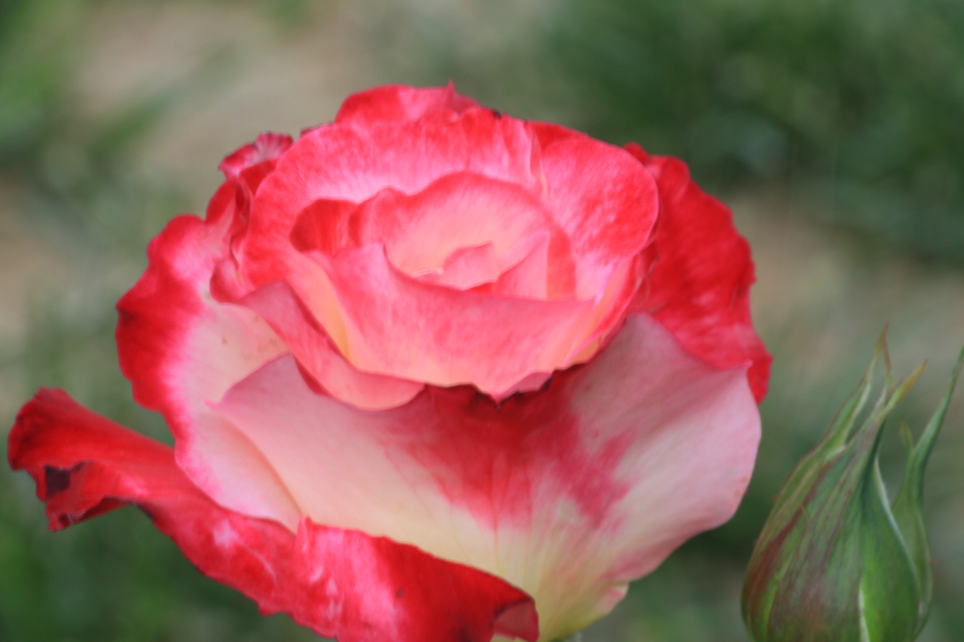 Canon EF-S 18-200mm F3.5-5.6 IS sample photo