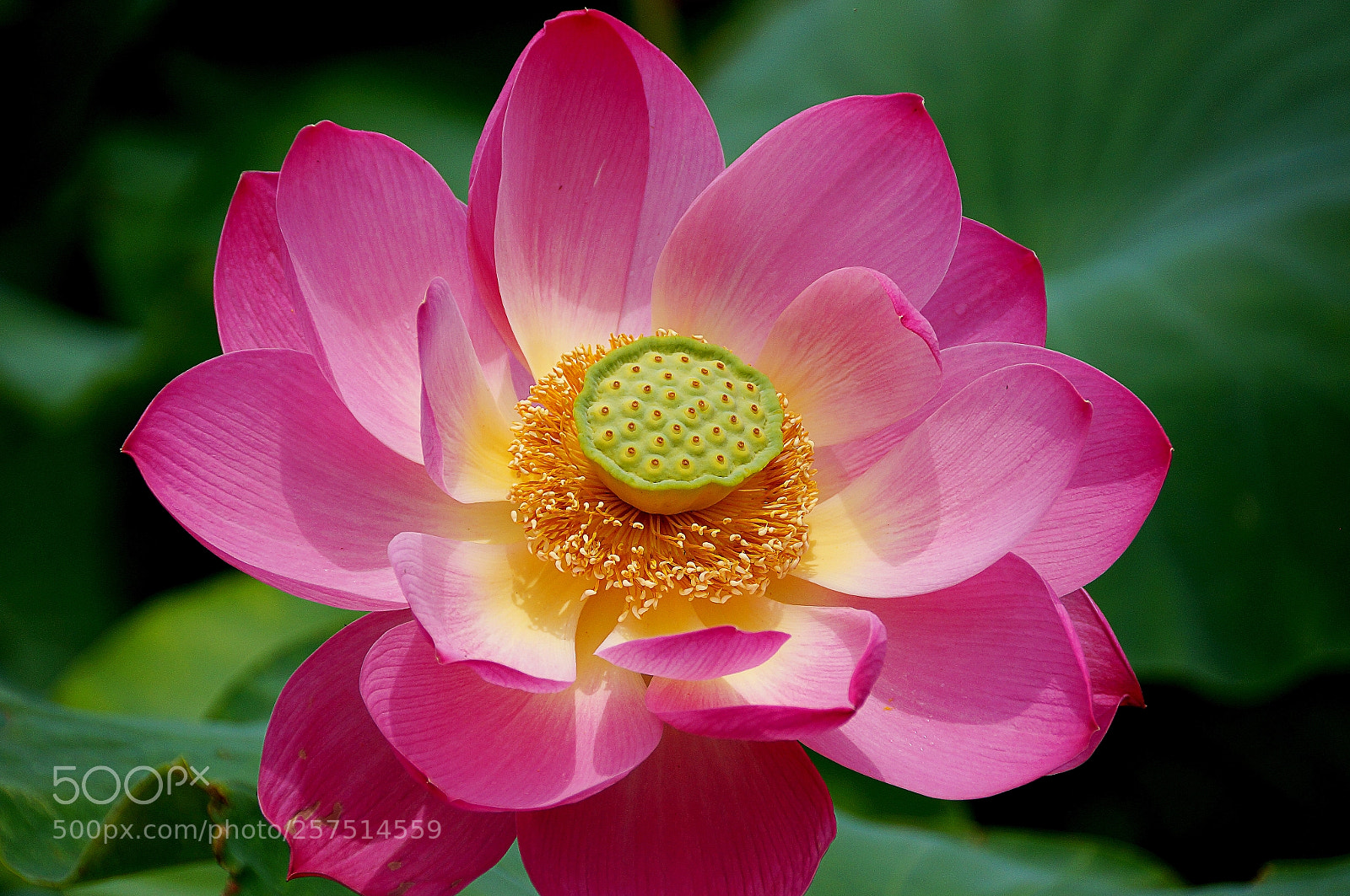 Sony SLT-A57 sample photo. Lotus photography