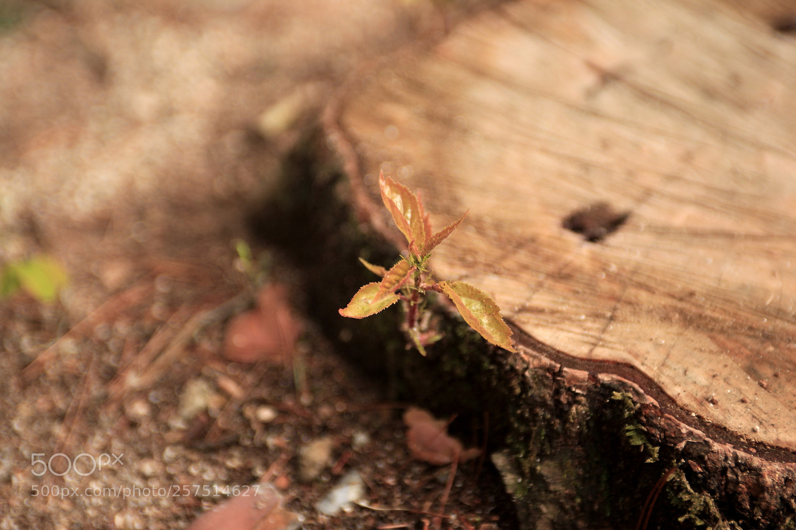 Canon EOS 5D Mark II sample photo. New generation photography