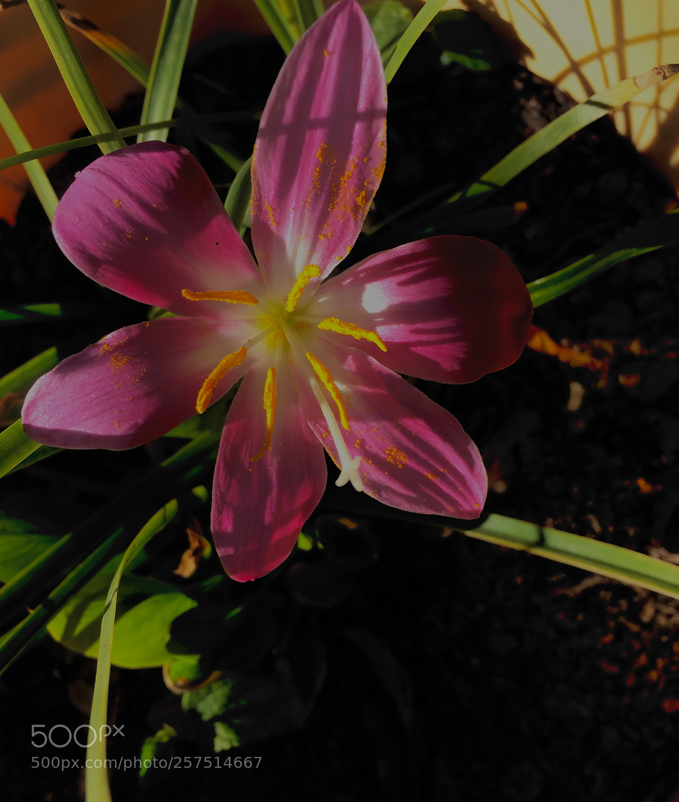 Apple iPhone 6 sample photo. Belleza photography