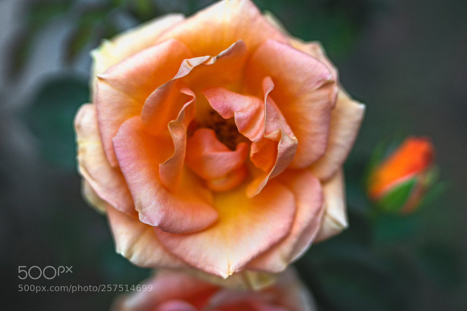 Sony a7R III sample photo. With an open heart photography