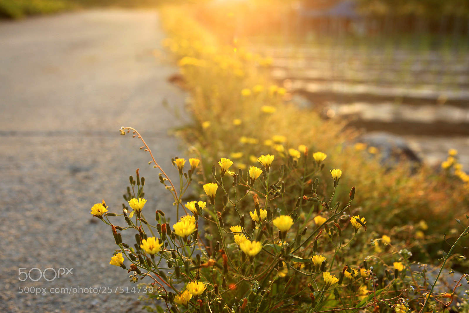 Canon EOS 5D Mark II sample photo. Spring mood photography