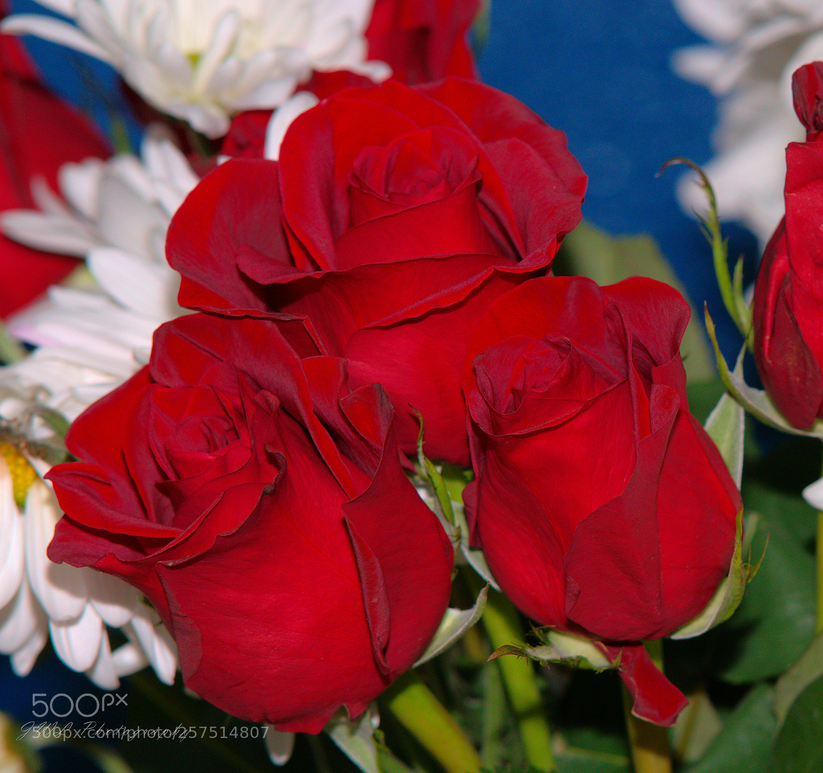 Sony a7R III sample photo. Rose trio photography