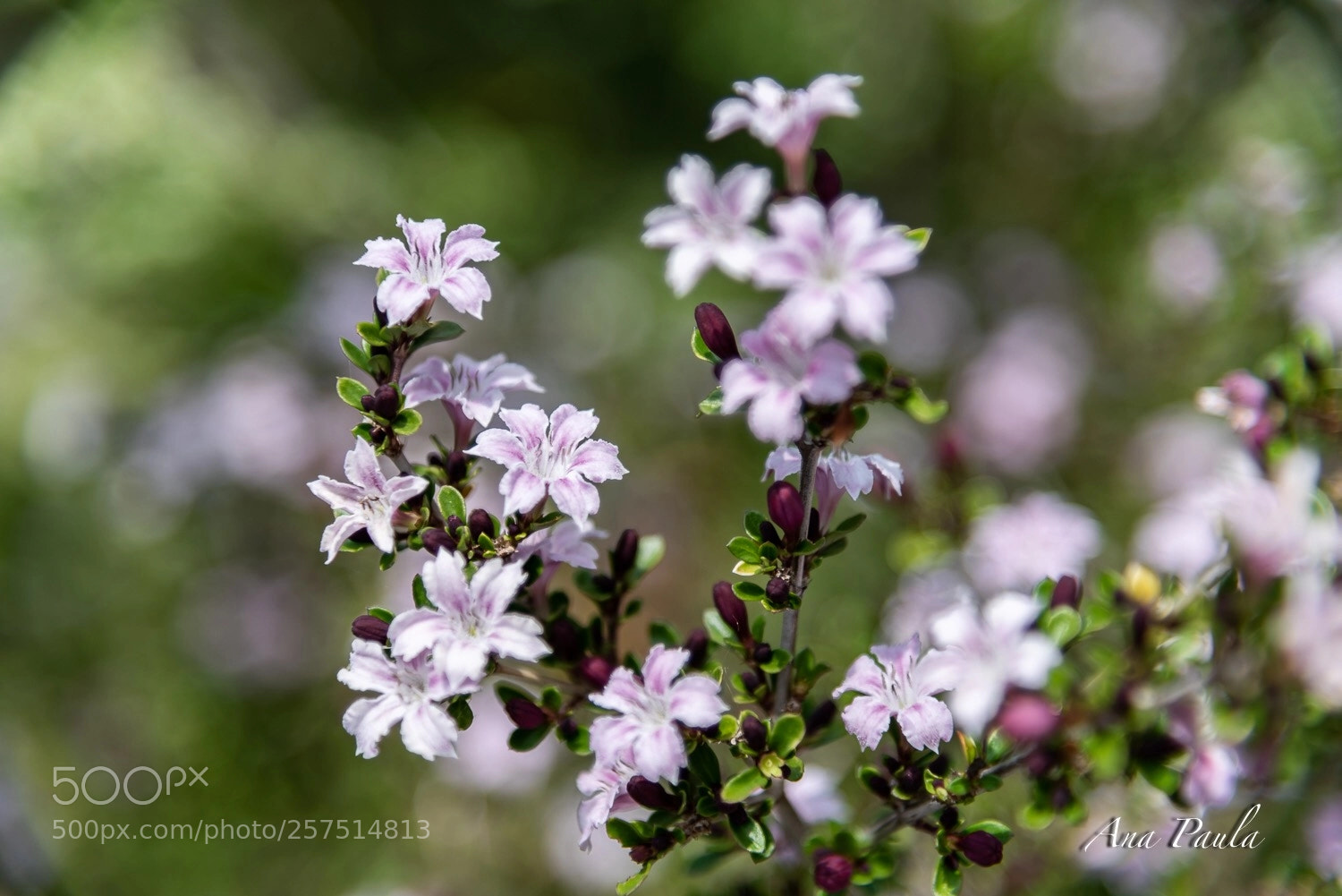 Nikon D750 sample photo. Flower  photography
