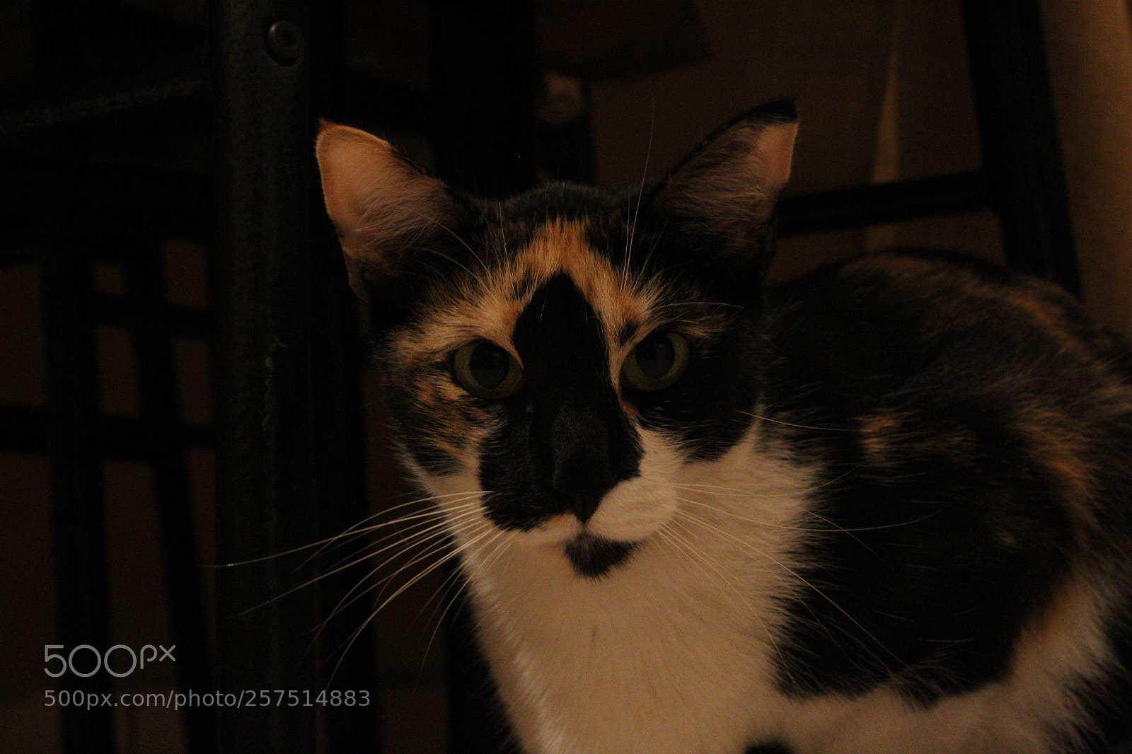 Canon EOS 1300D (EOS Rebel T6 / EOS Kiss X80) sample photo. Img photography