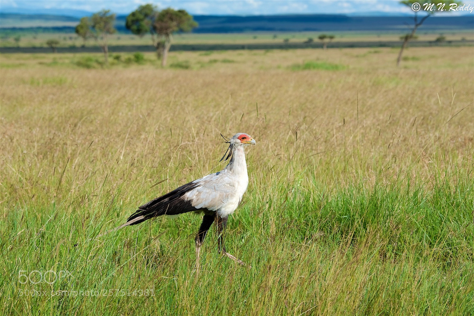 Nikon D750 sample photo. Secretary bird photography