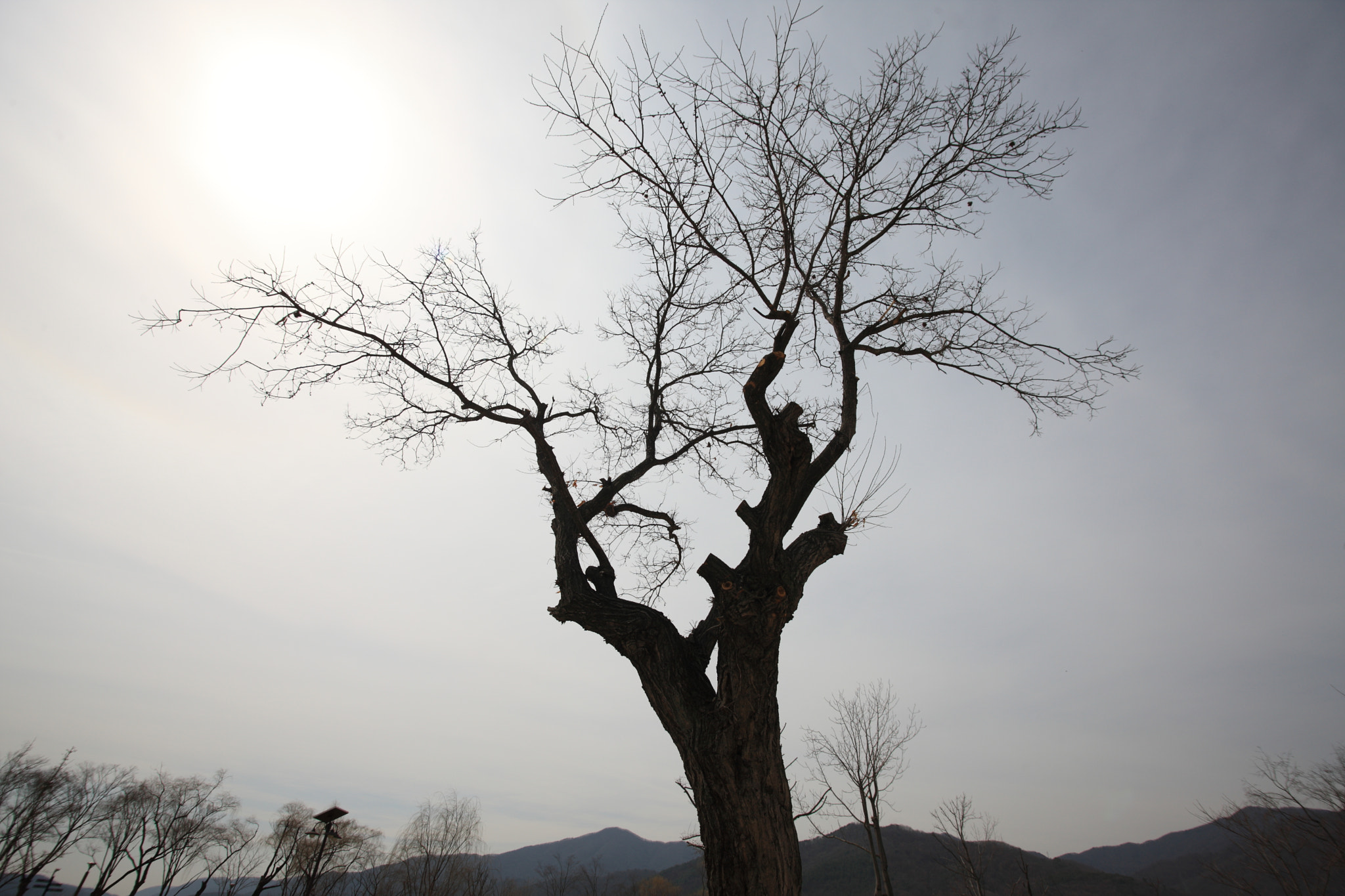 Canon EOS-1Ds Mark III + Sigma 17-35mm f/2.8-4 EX DG Aspherical HSM sample photo. Tree photography
