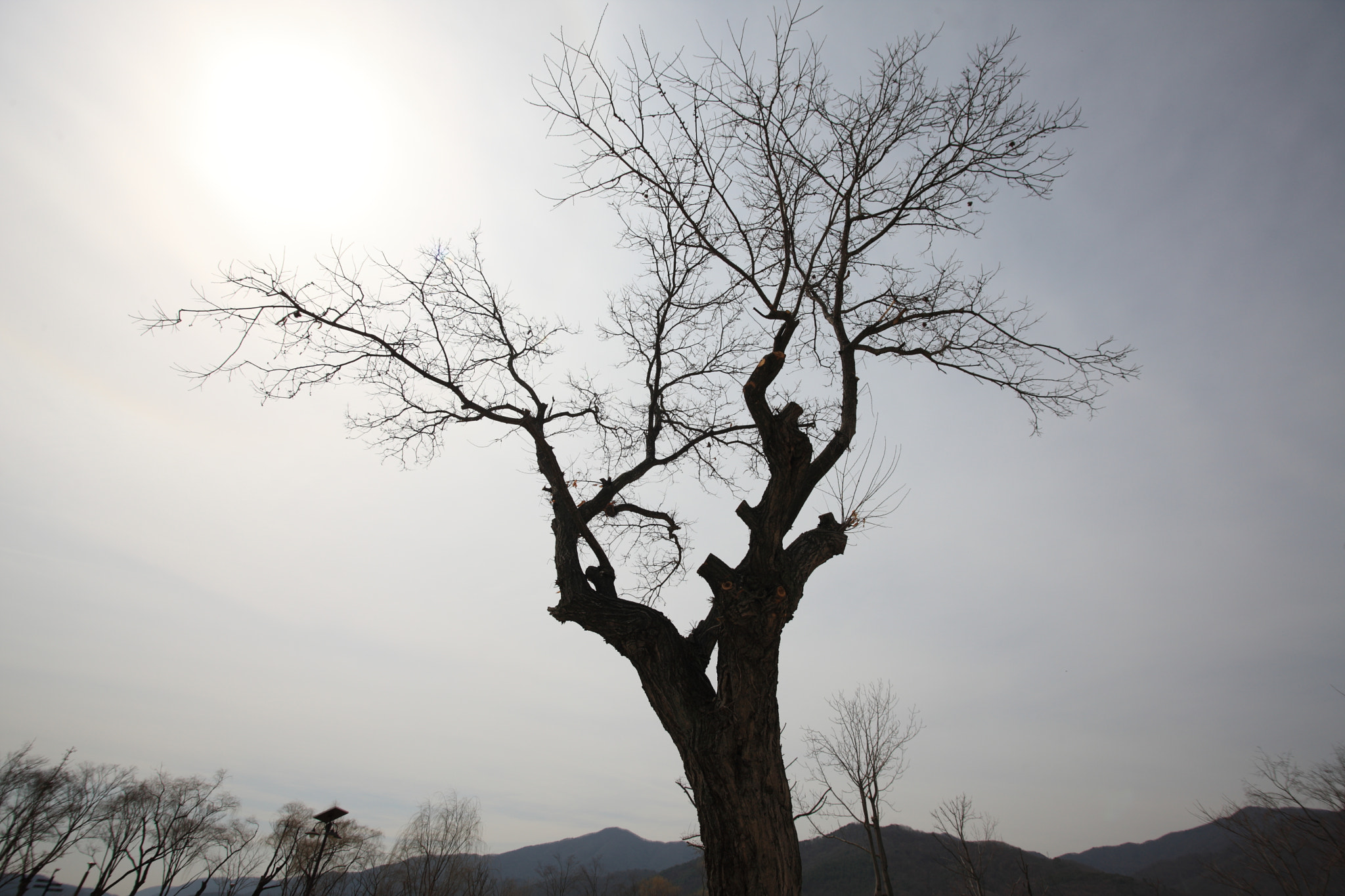 Sigma 17-35mm f/2.8-4 EX DG Aspherical HSM sample photo. Tree photography