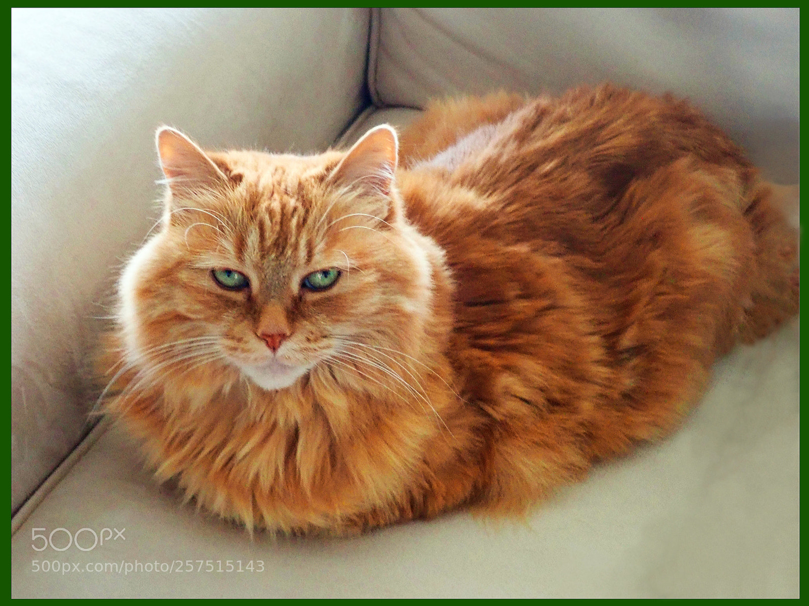 Olympus TG-5 sample photo. Oh those eyes photography