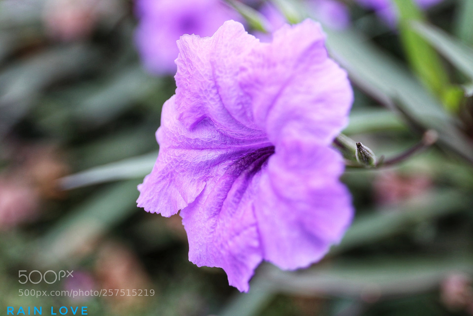 Canon EOS 6D sample photo. Purple flower photography