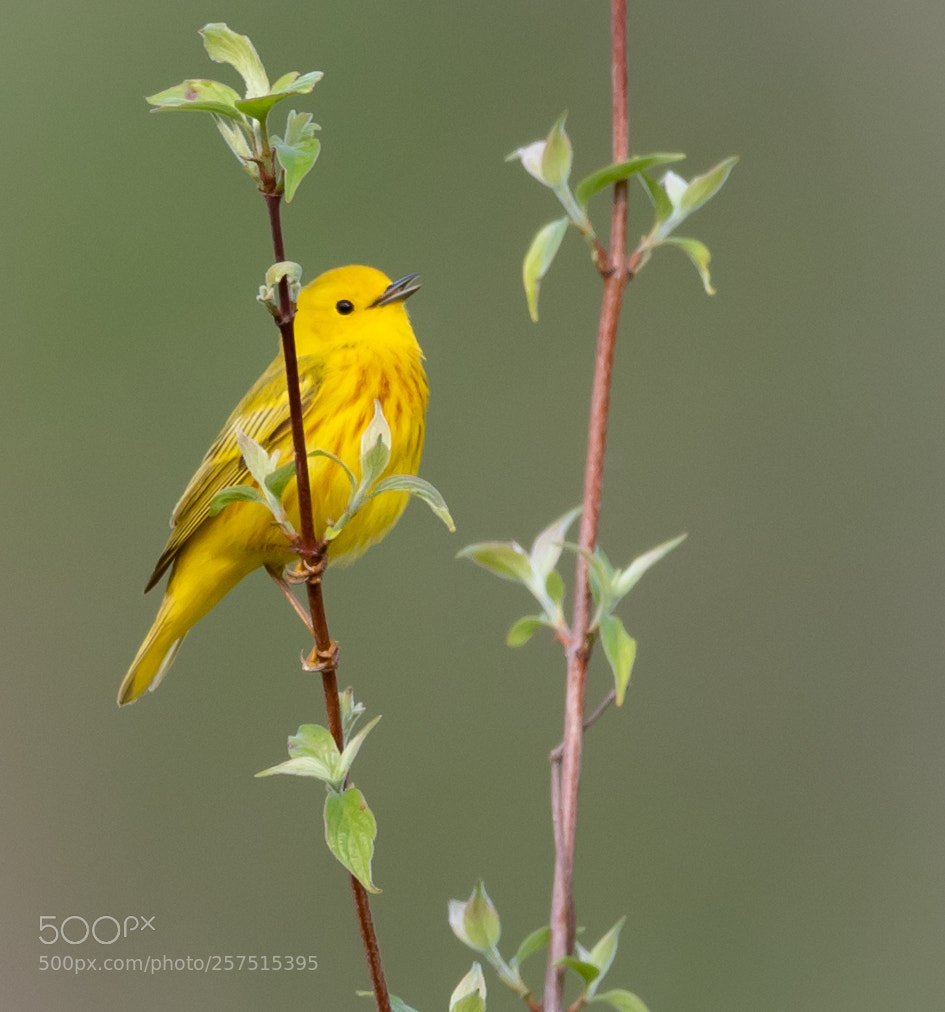 Canon EOS 7D Mark II sample photo. Song of the yellow photography