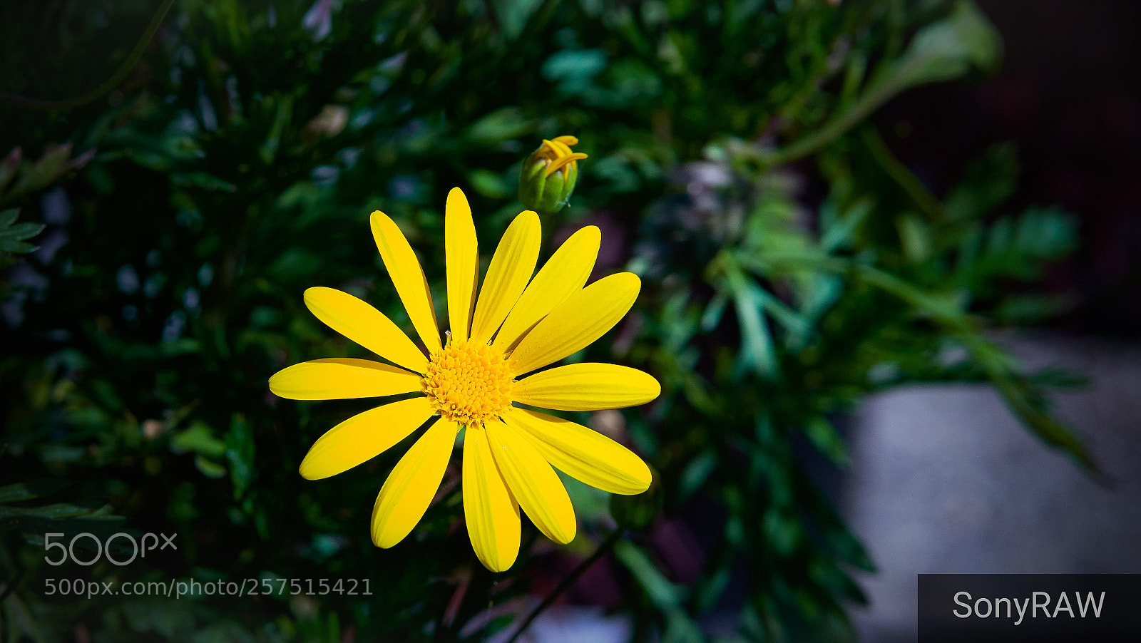 Sony a6500 sample photo. Natural arrangements photography