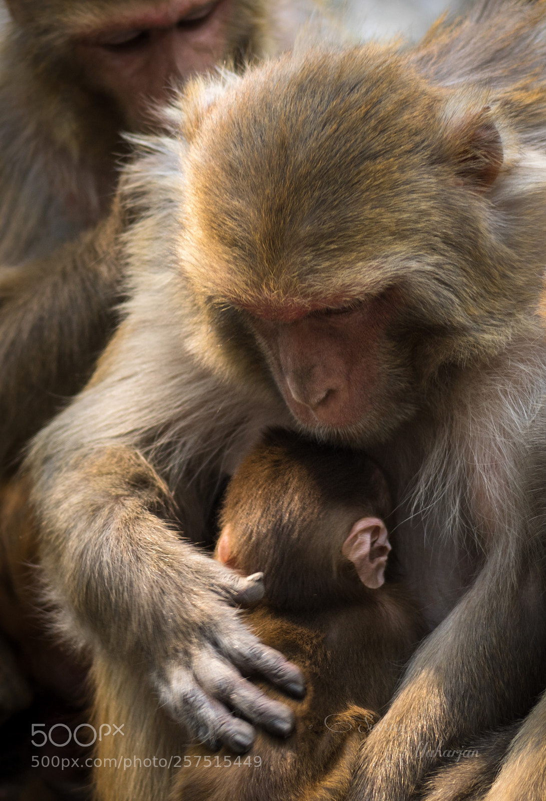 Canon EOS 750D (EOS Rebel T6i / EOS Kiss X8i) sample photo. Love of mother.  photography
