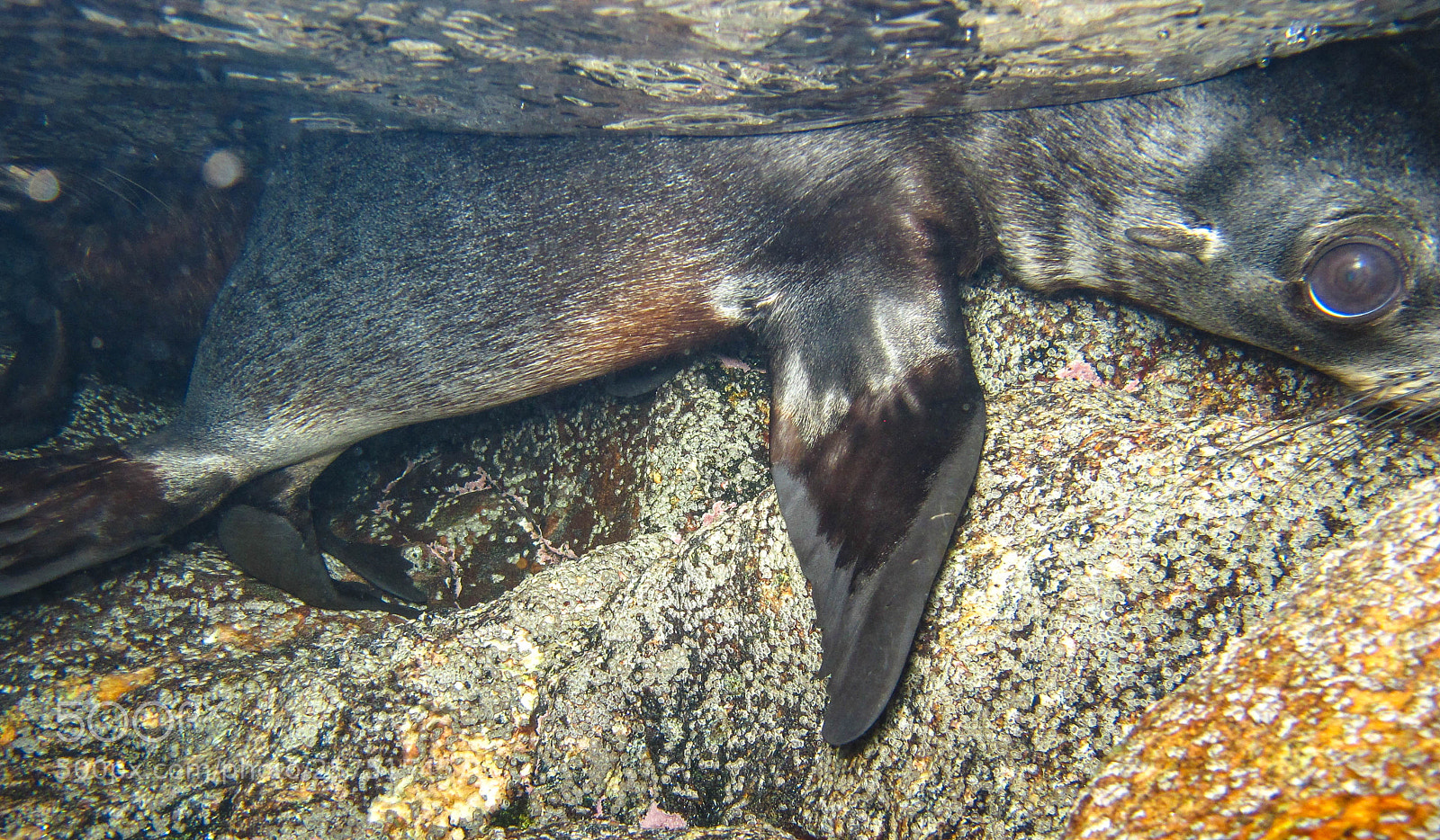 Canon PowerShot G12 sample photo. Baby seal photography