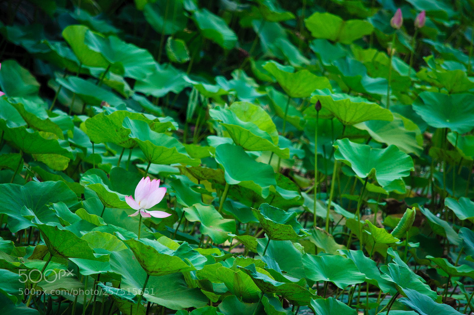 Nikon D5000 sample photo. 出淤泥而不染 photography
