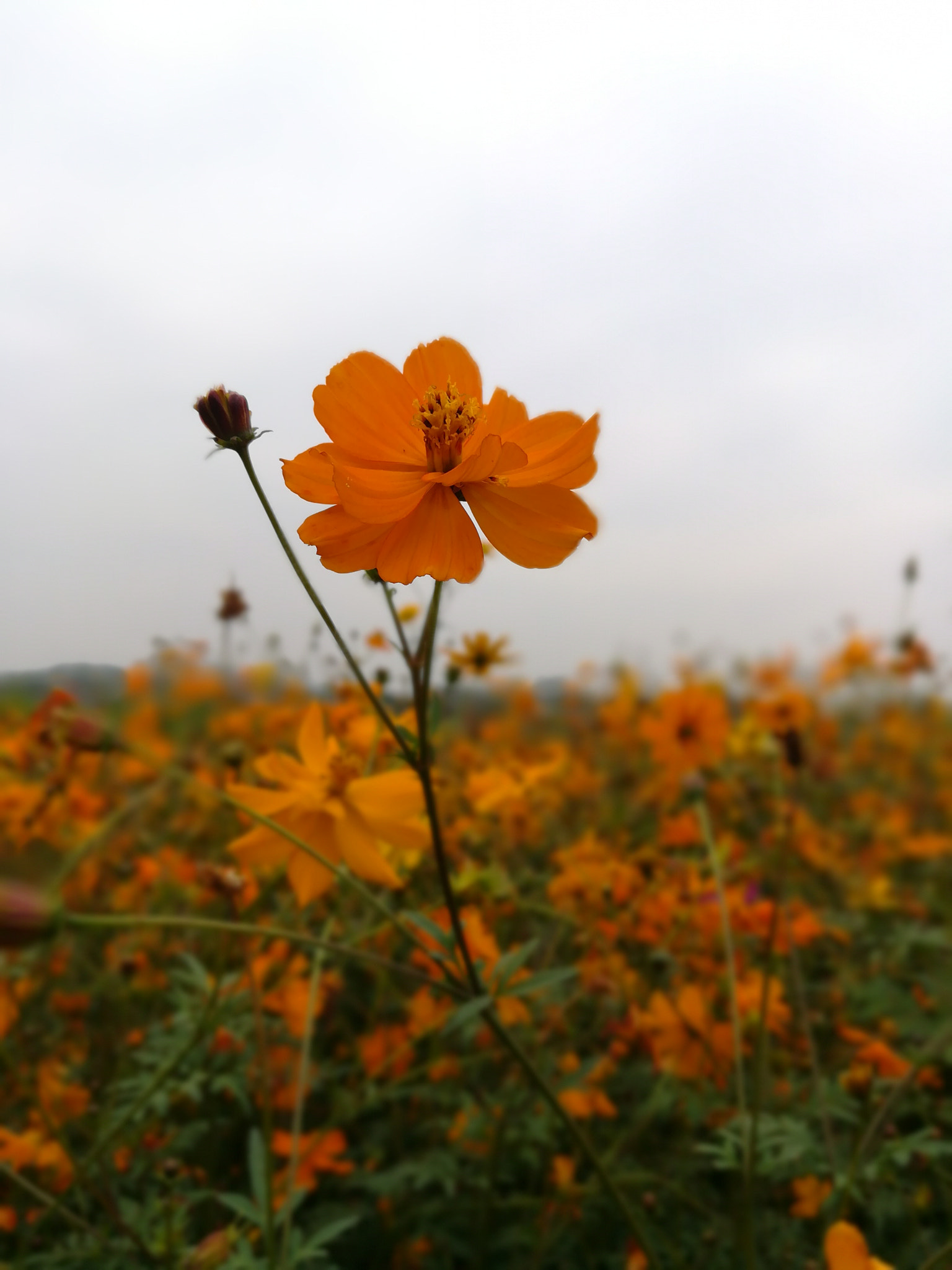 HUAWEI c??Eu?s 6X sample photo. 花 photography