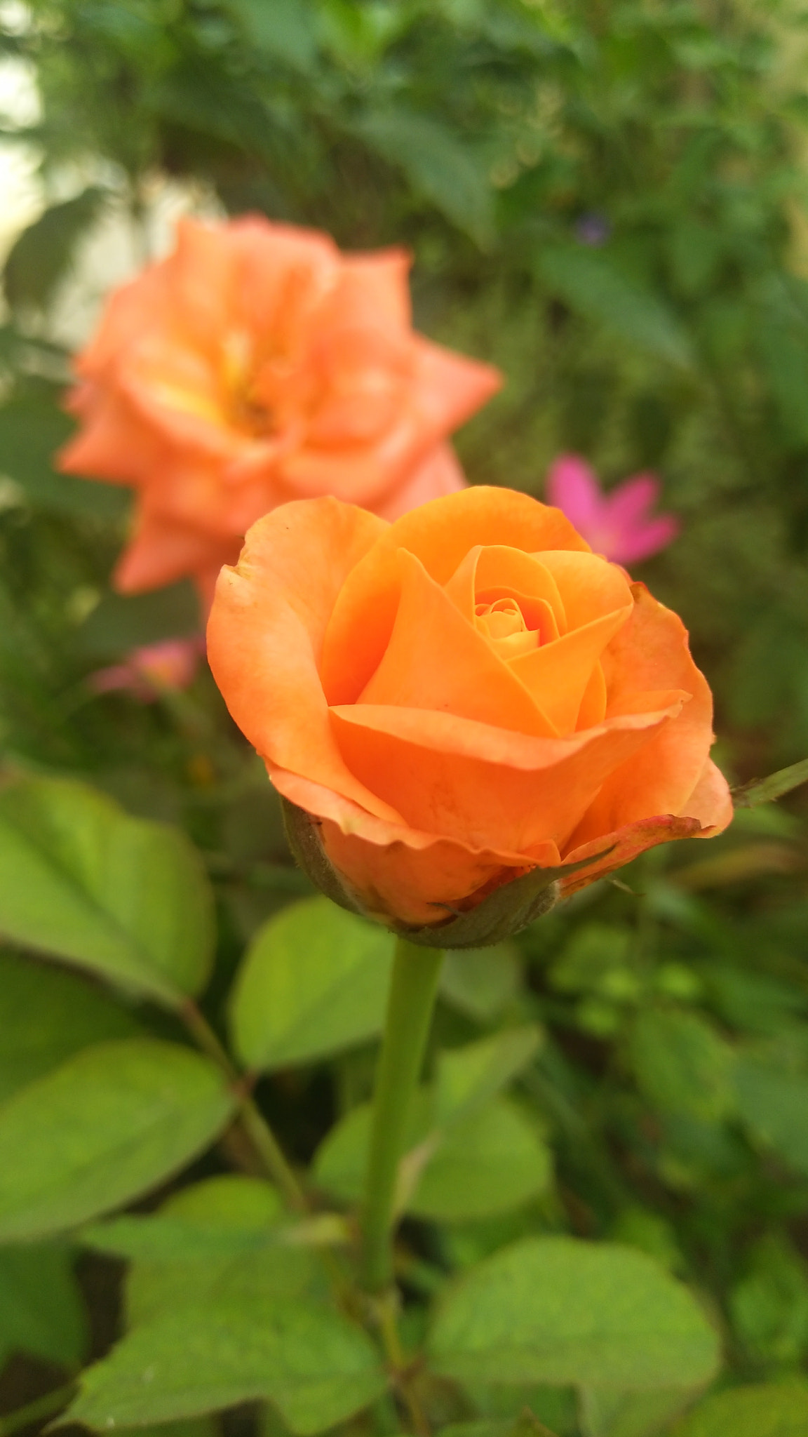 vivo 1611 sample photo. Hybrid tea rose 🌹 photography