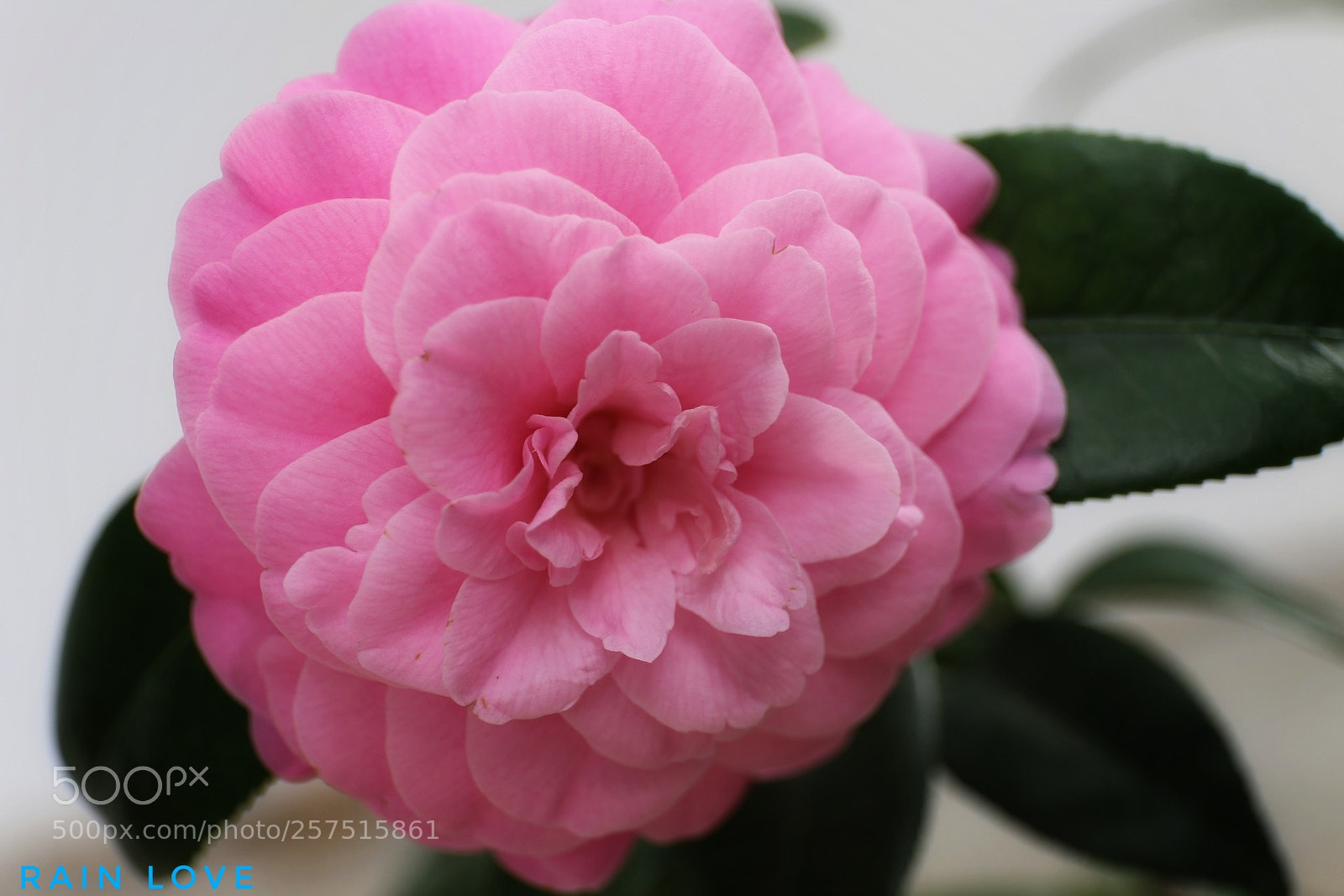 Canon EOS 6D sample photo. Untitled photography