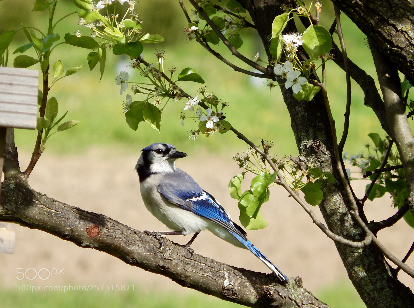 Nikon Coolpix L820 sample photo. Blue & magnificent photography