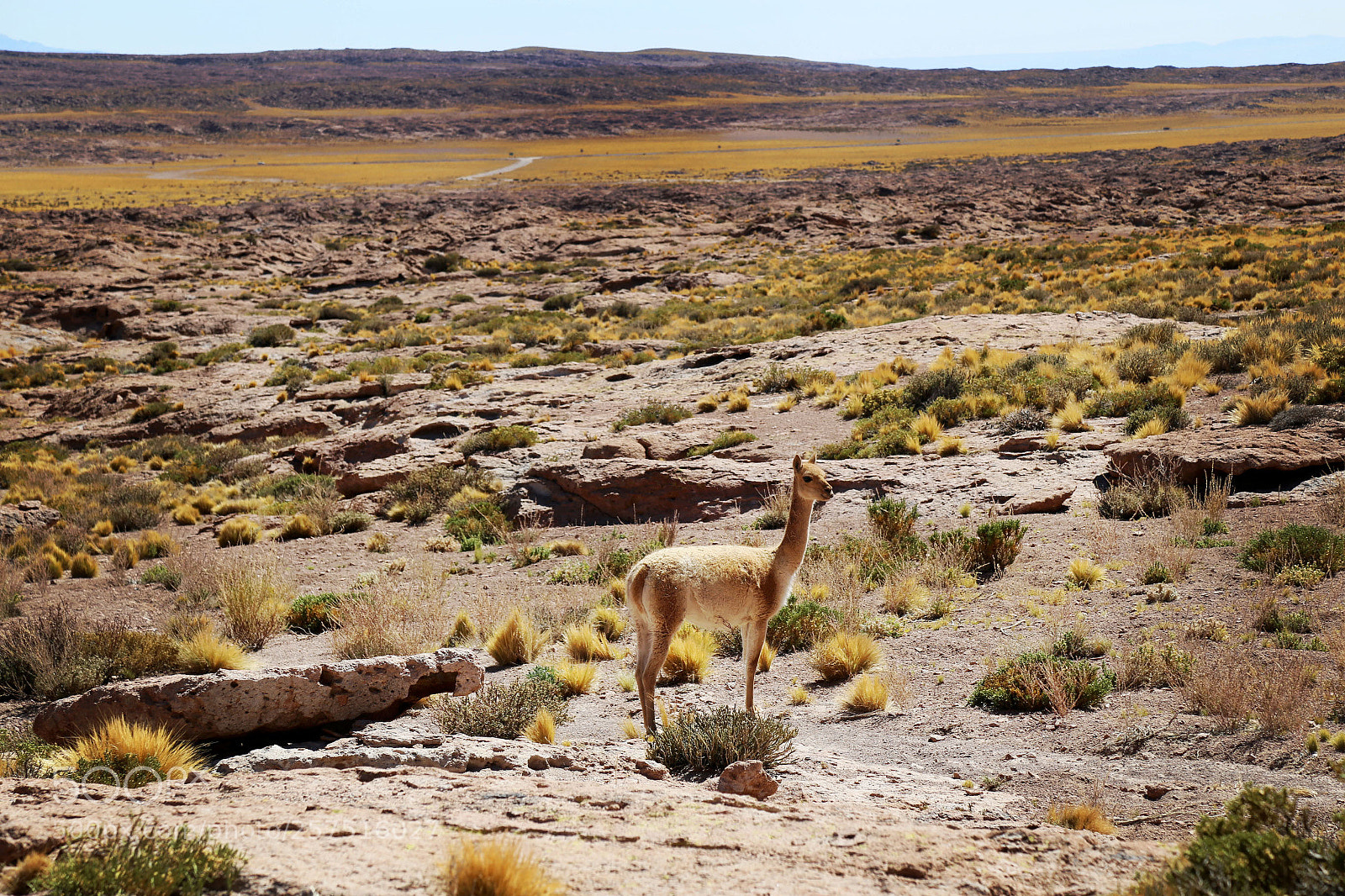 Canon EOS 6D sample photo. Alpaca:-) photography