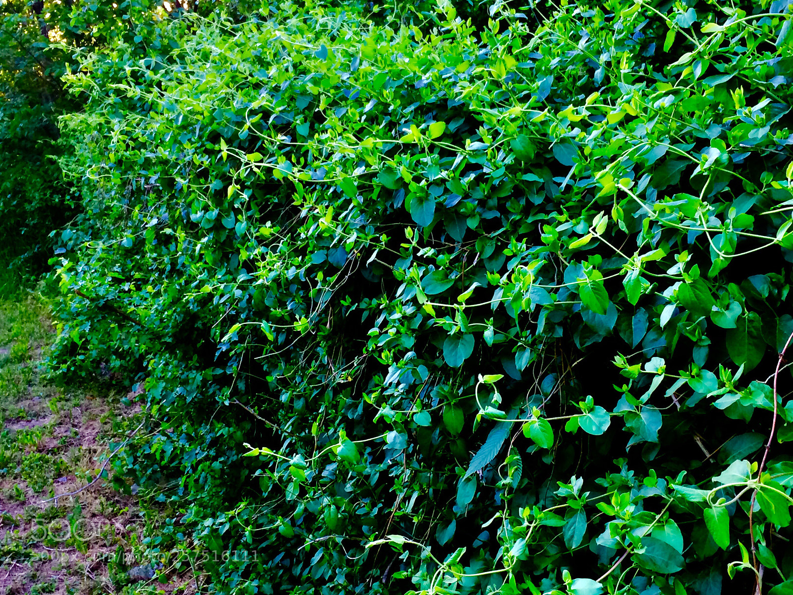 Apple iPhone 5s sample photo. The vine wall photography