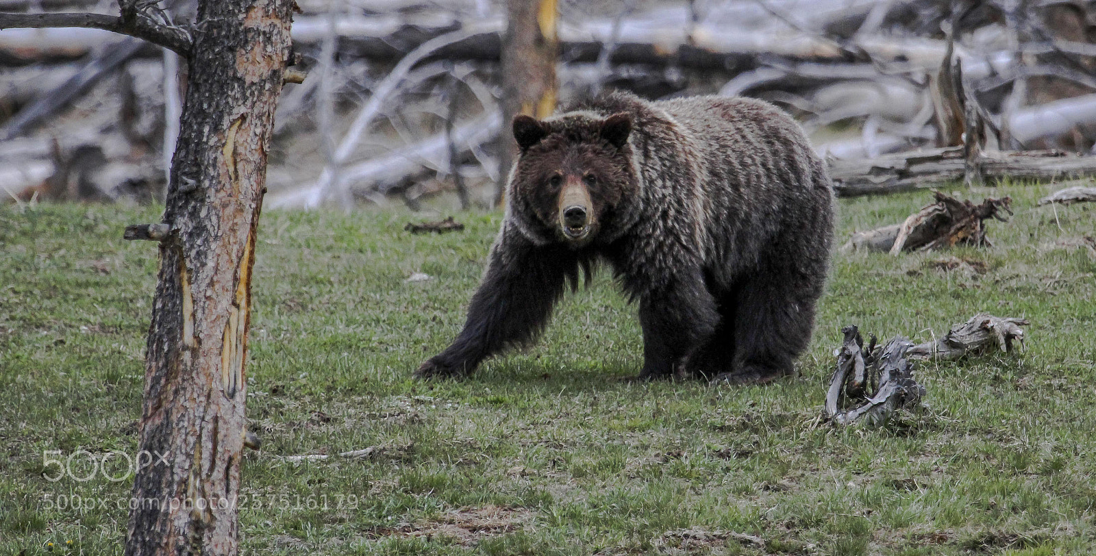 Canon EOS 60D sample photo. Bear photography