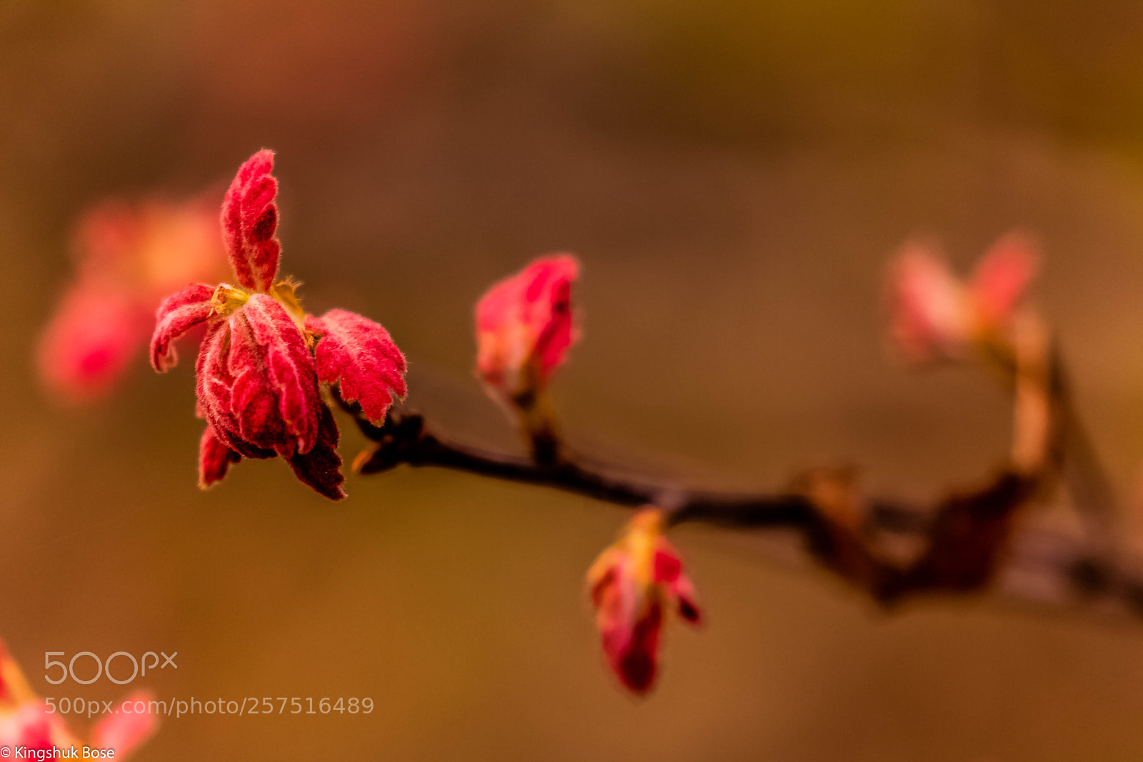 Canon EOS 750D (EOS Rebel T6i / EOS Kiss X8i) sample photo. Colors of spring a photography