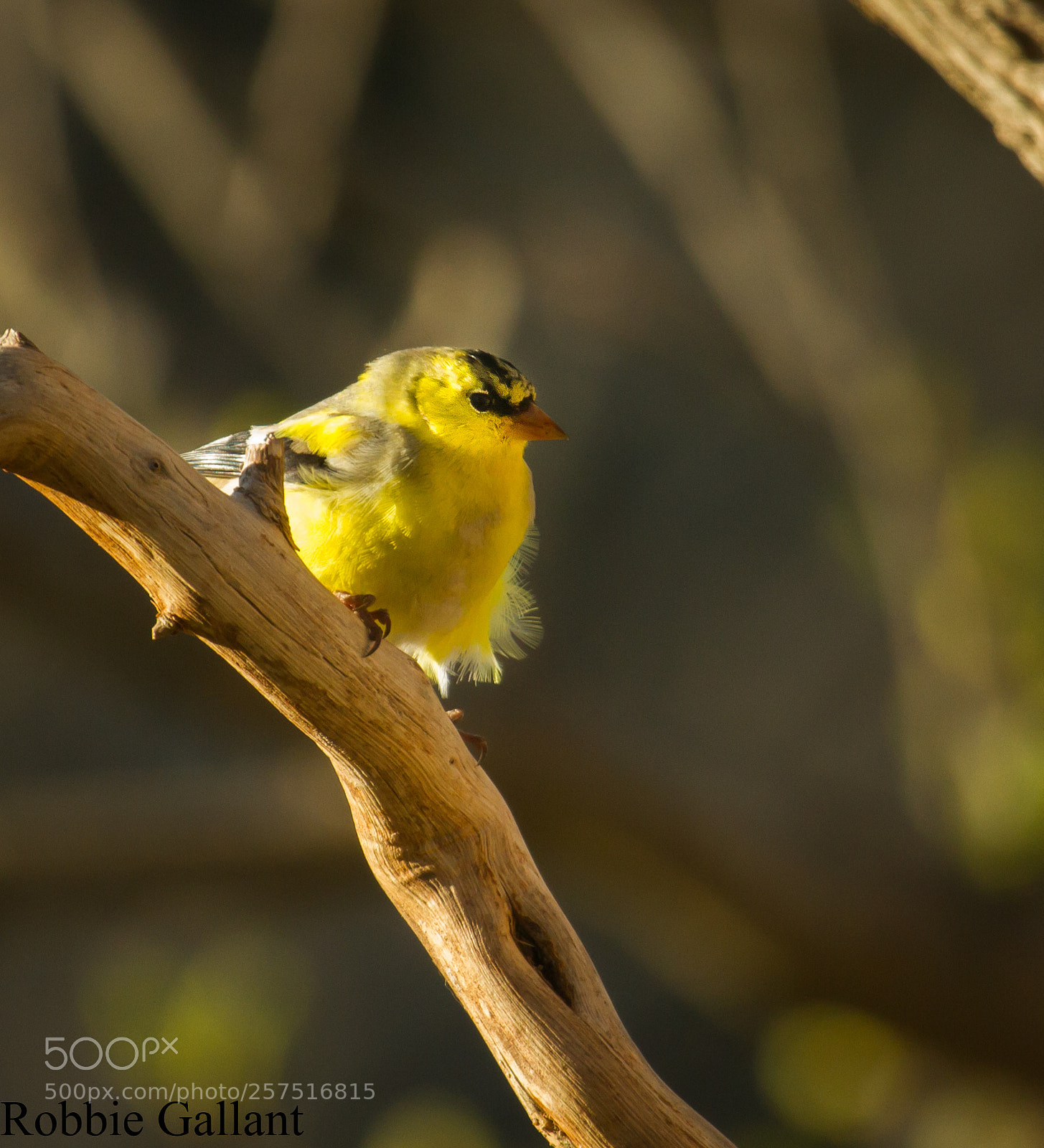 Canon EOS 7D sample photo. American goldfinch photography