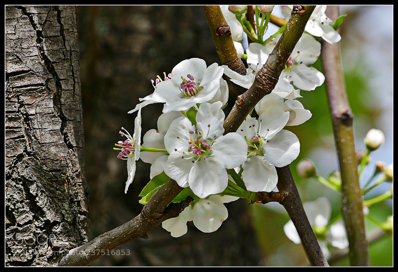 Panasonic Lumix DMC-FZ1000 sample photo. Cherry blossoms  photography